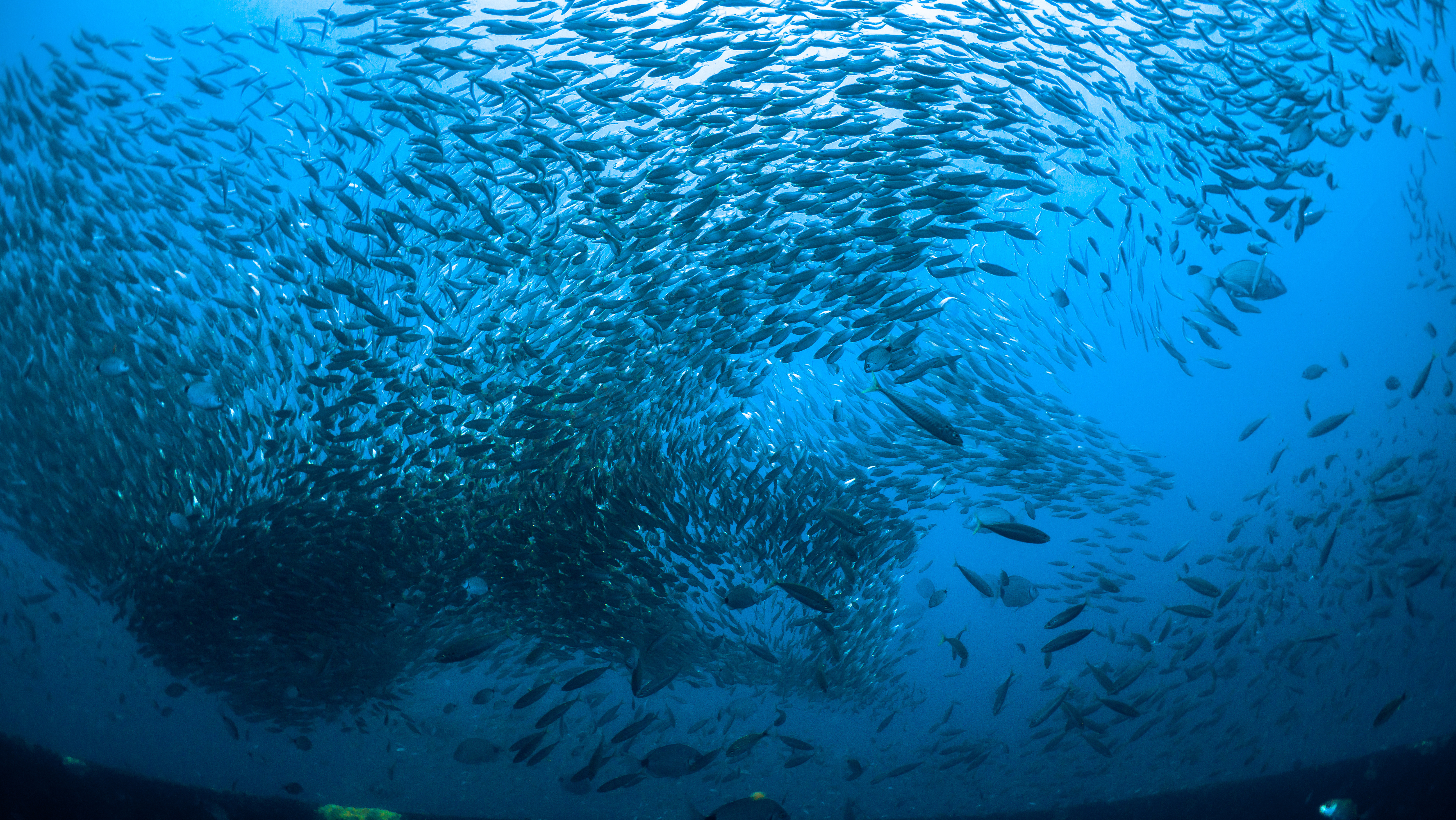 Ein Fischschwarm vom Meeresgrund aus nach oben fotografiert