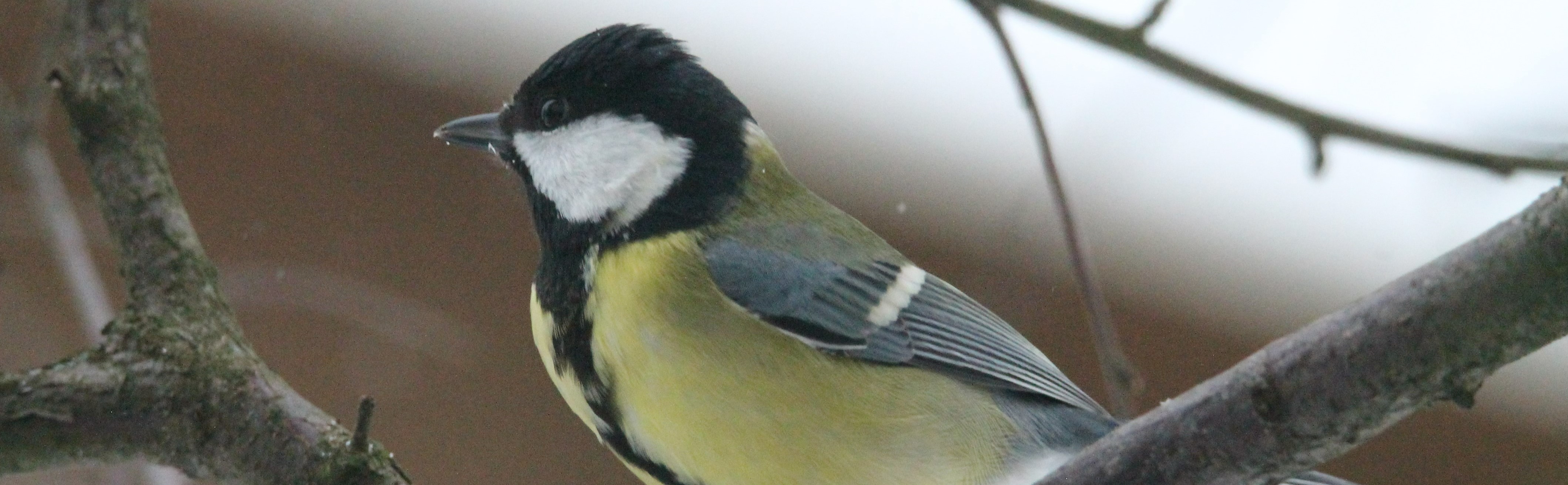 Great tit microbiome studies