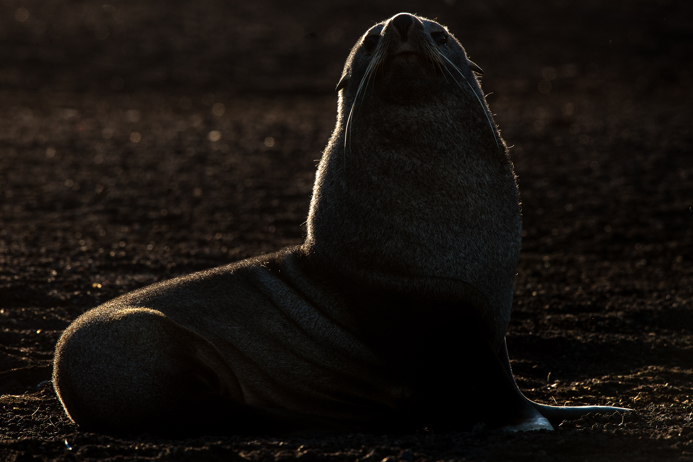 Kerguelen Seebär