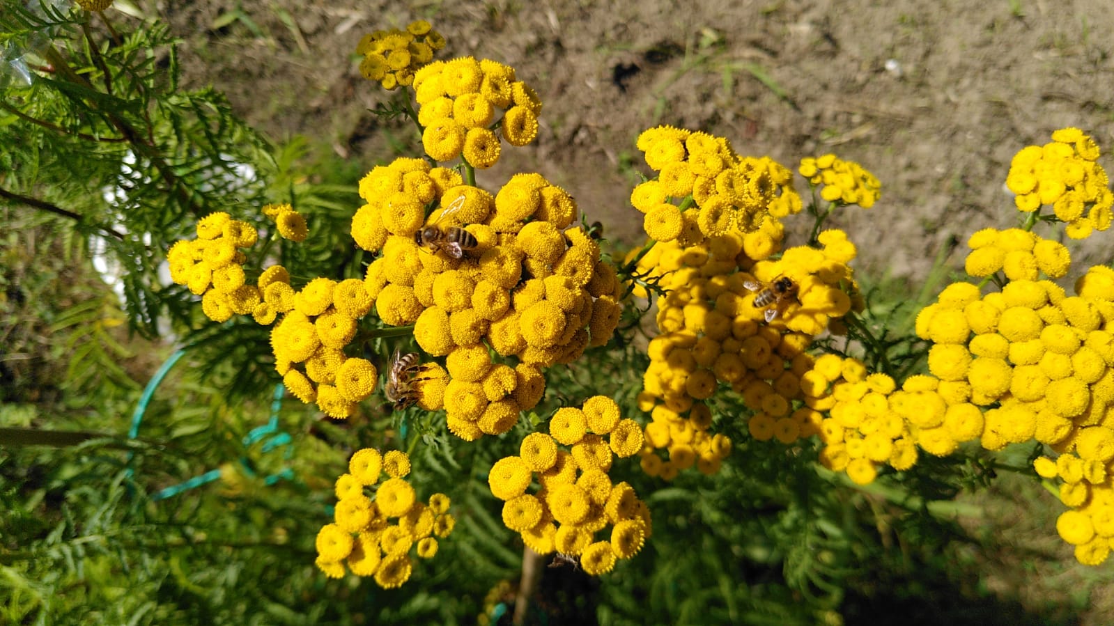 blühender Rainfarn Blütenkopf mit Honigbienen