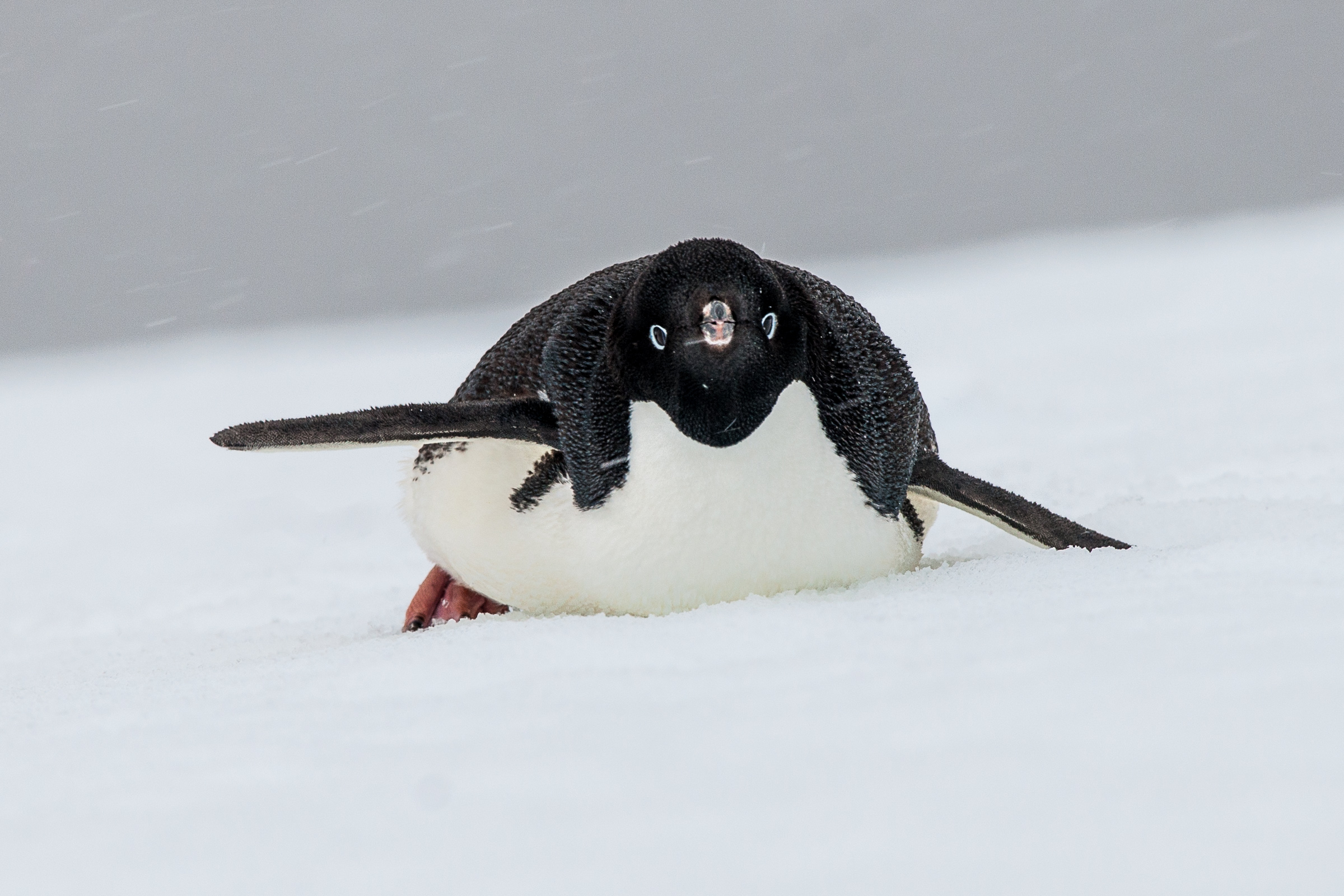 Adeliepinguin