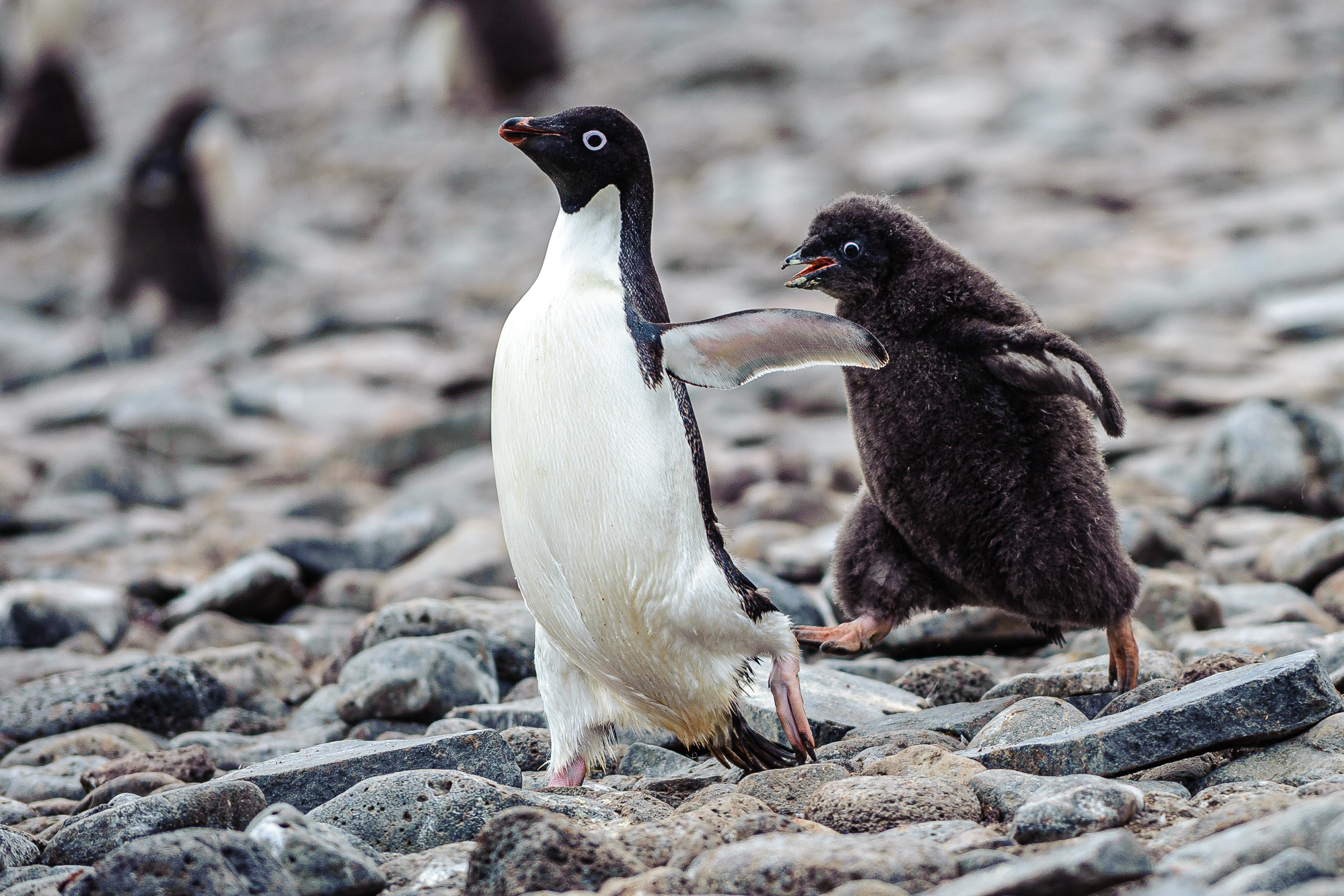 Adeliepinguin 