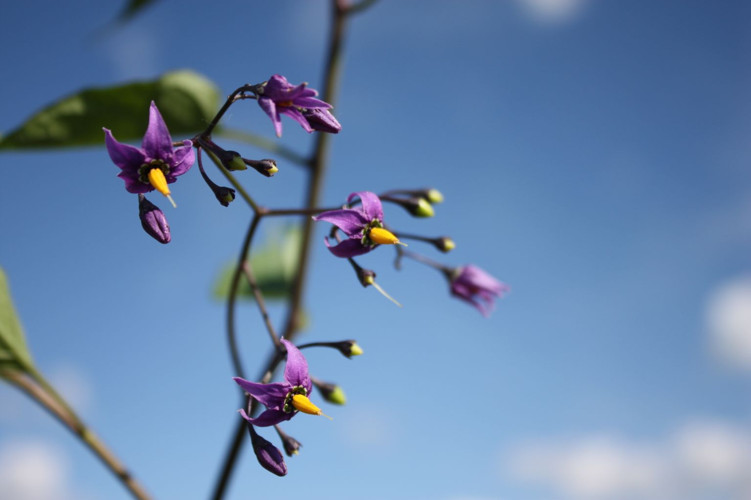 Solanum dulcamara Blüte