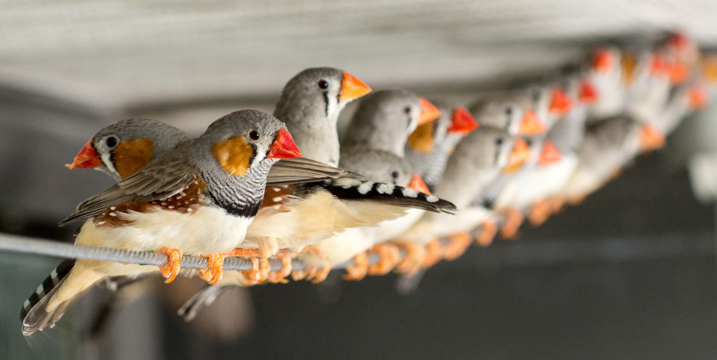 Zebra finch research at Bielefeld University