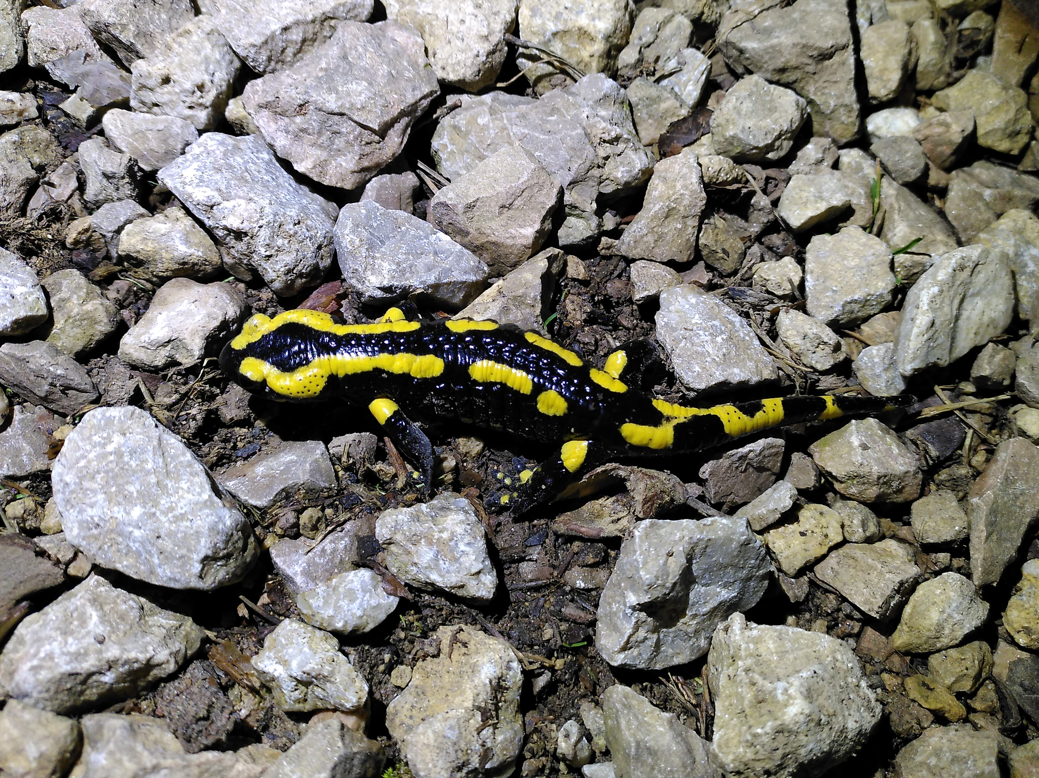 Fire salamander 