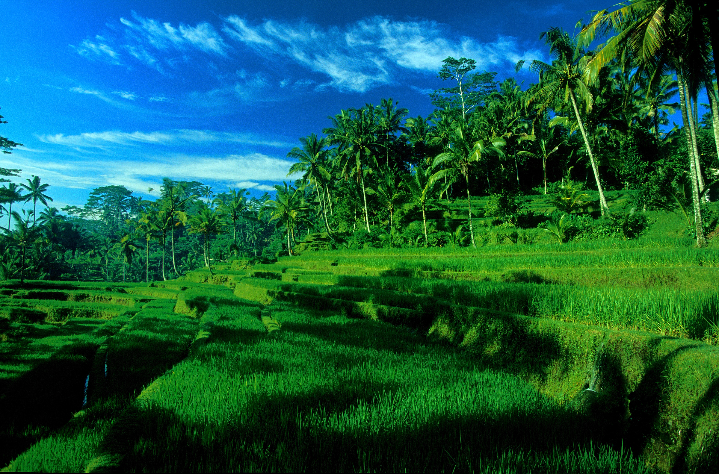 Bali rice terraces 