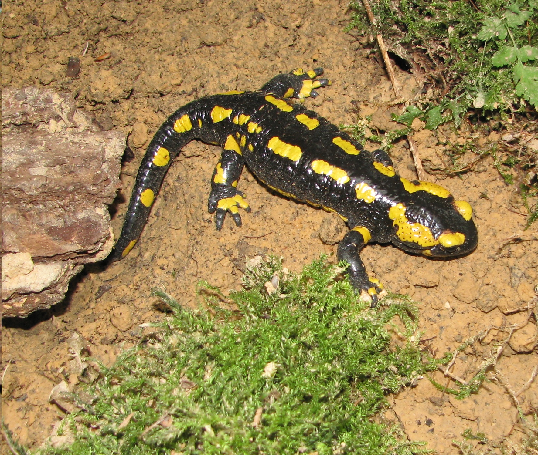 Fire salamander