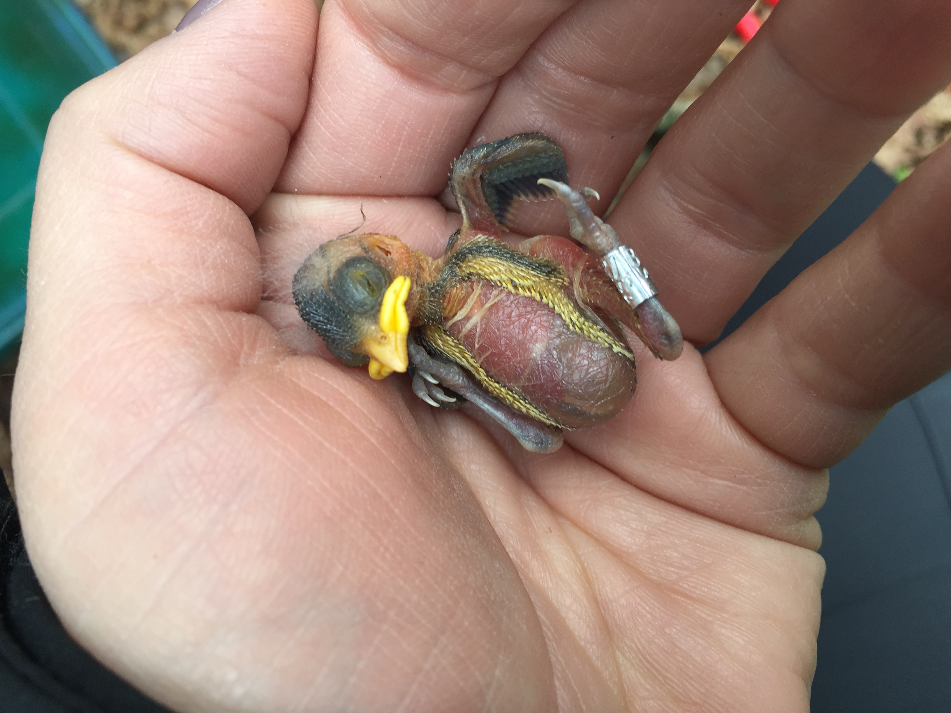 Blue tit chick