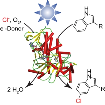 Light-driven biocatalysis