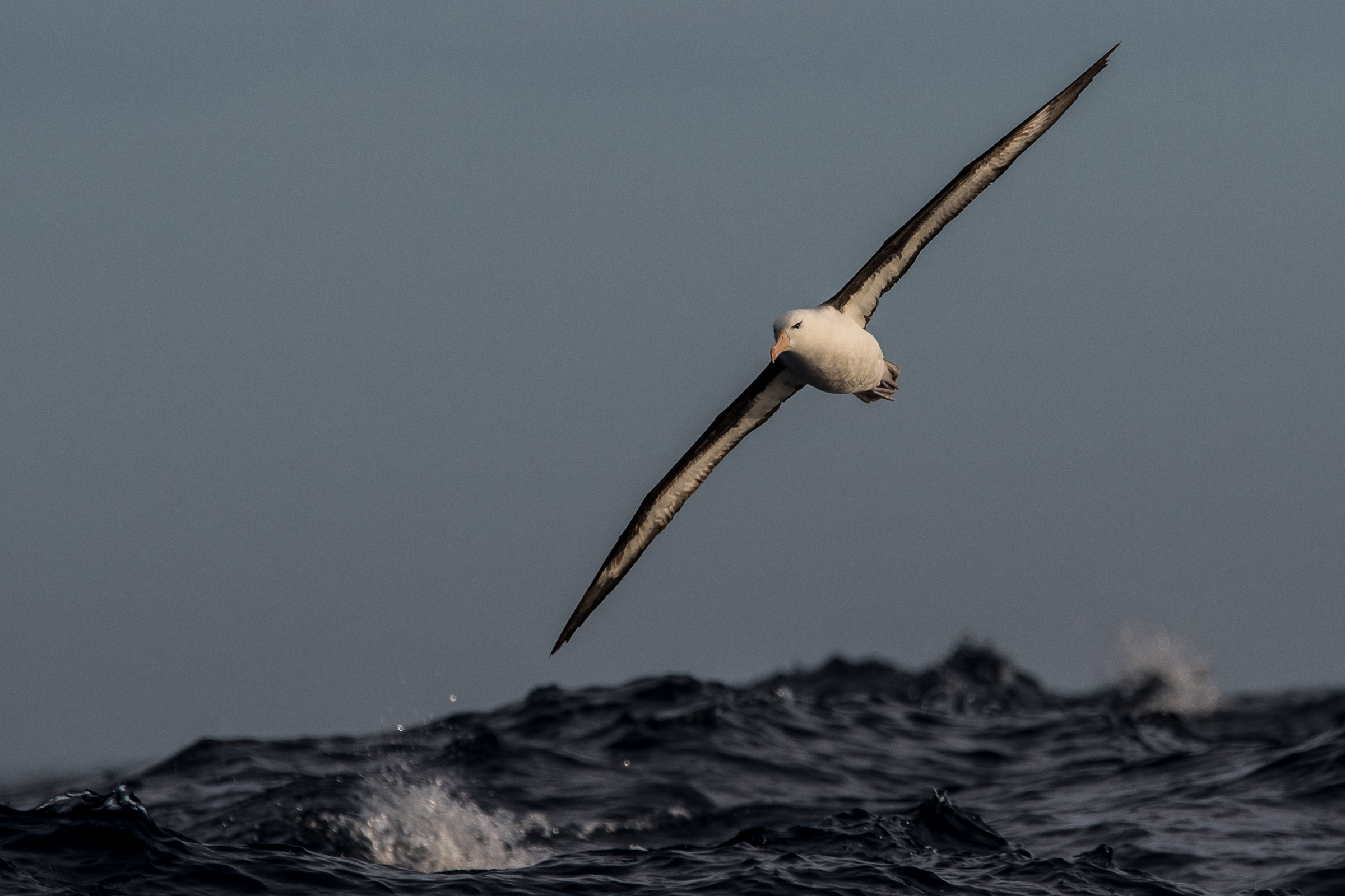 Schwarzbrauenalbatros