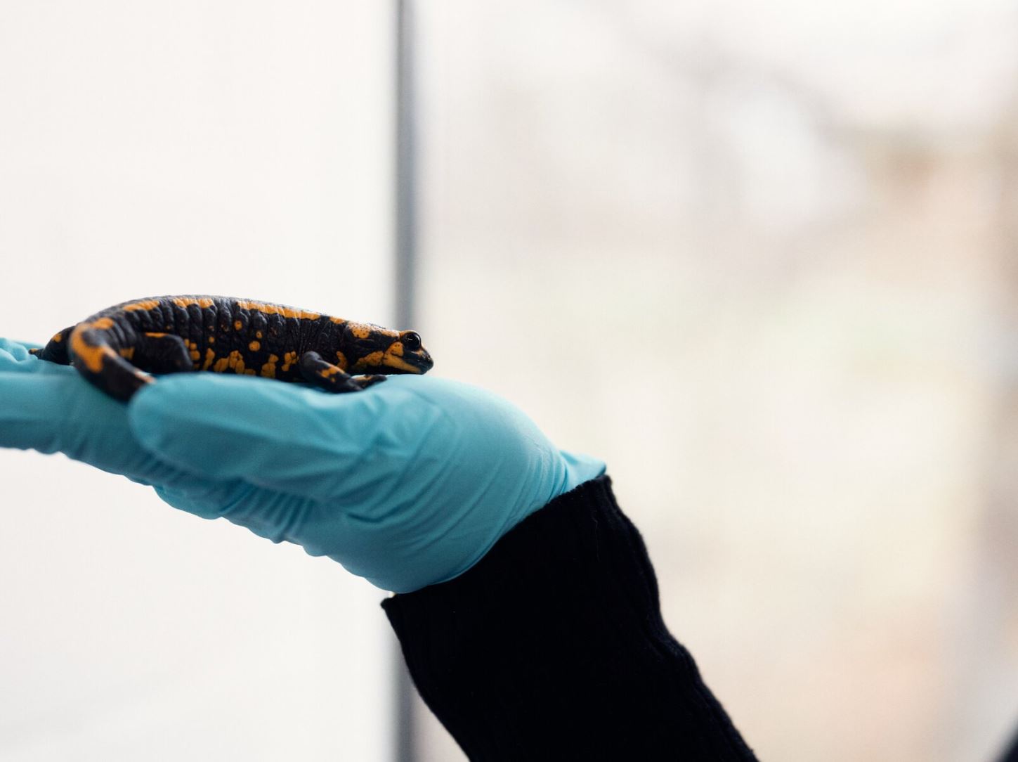 Ein Feuersalamander sitzt auf einer behandschuhten Hand