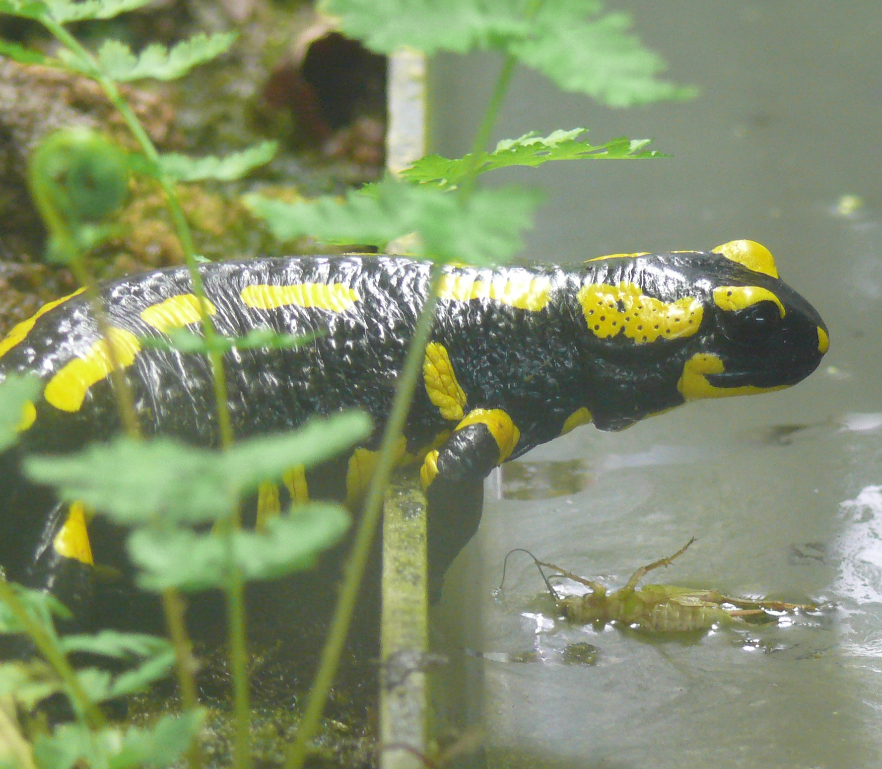 Fire salamander