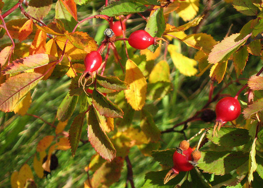 Leaves at red fruits