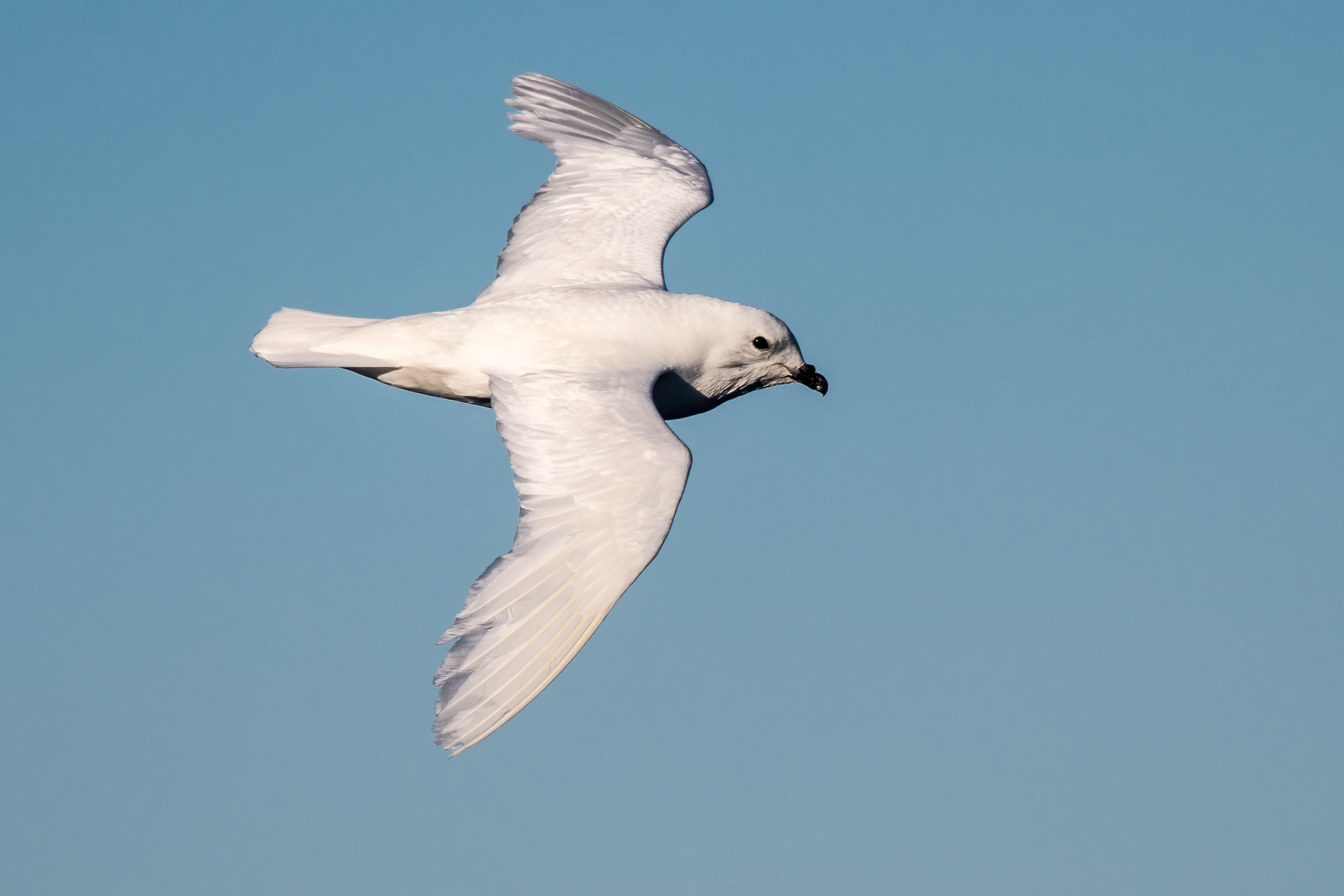 Schneesturmvogel