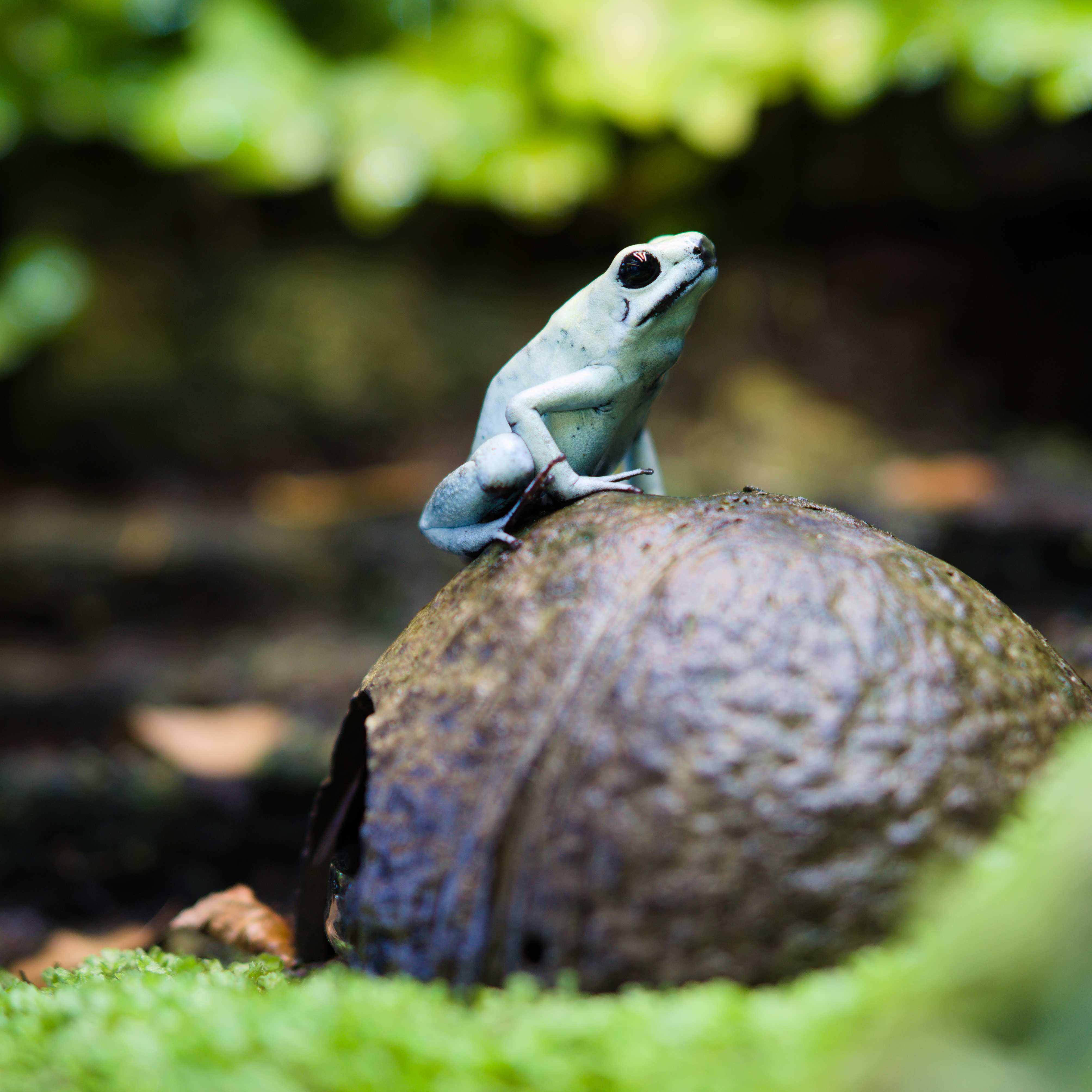 Pfielgiftfrosch auf einem Stein.