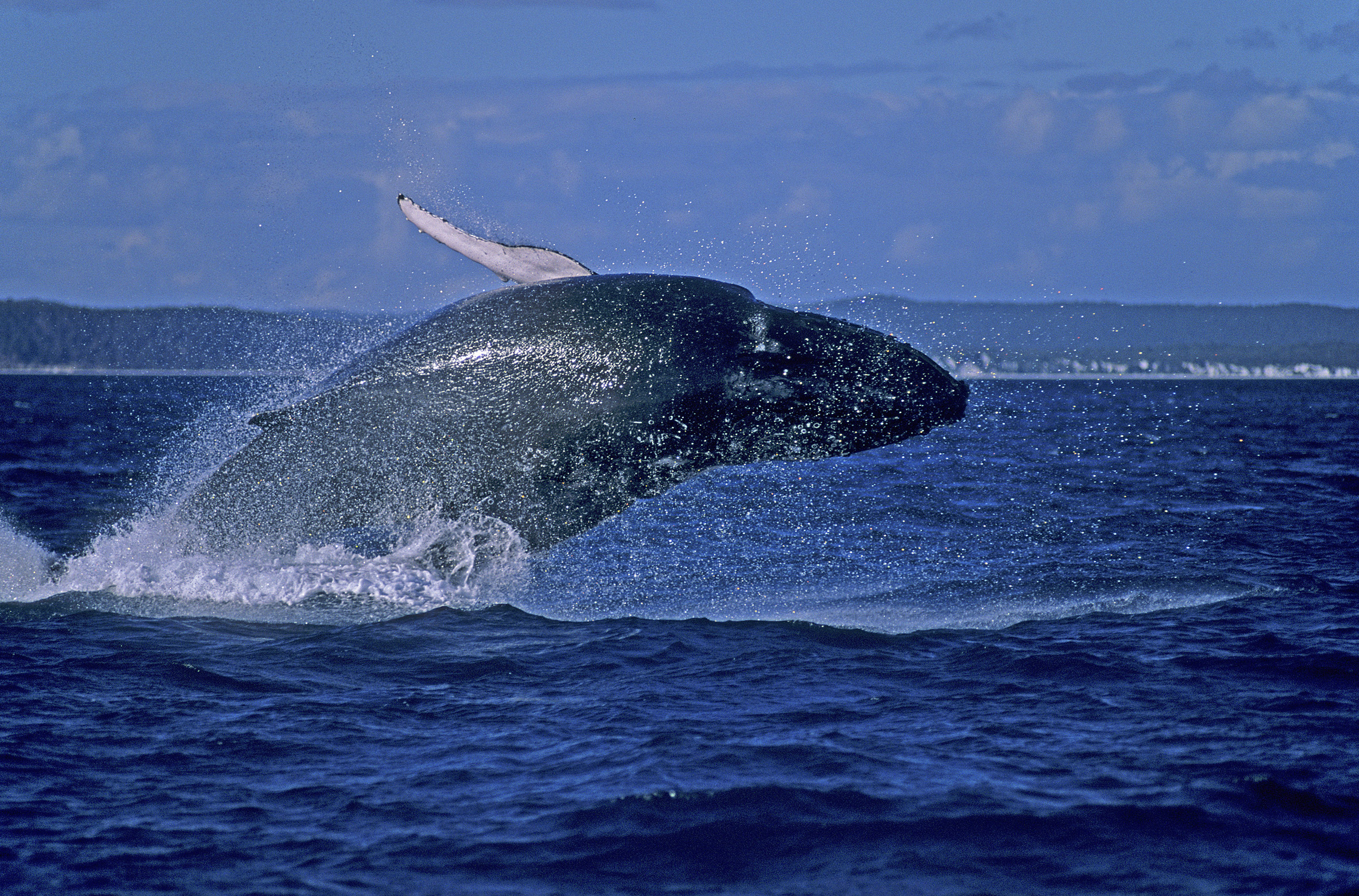 Humpback Whale