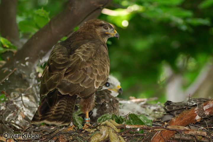 Ein Mäusebussard sitzt in seinem Nest in einem Baum