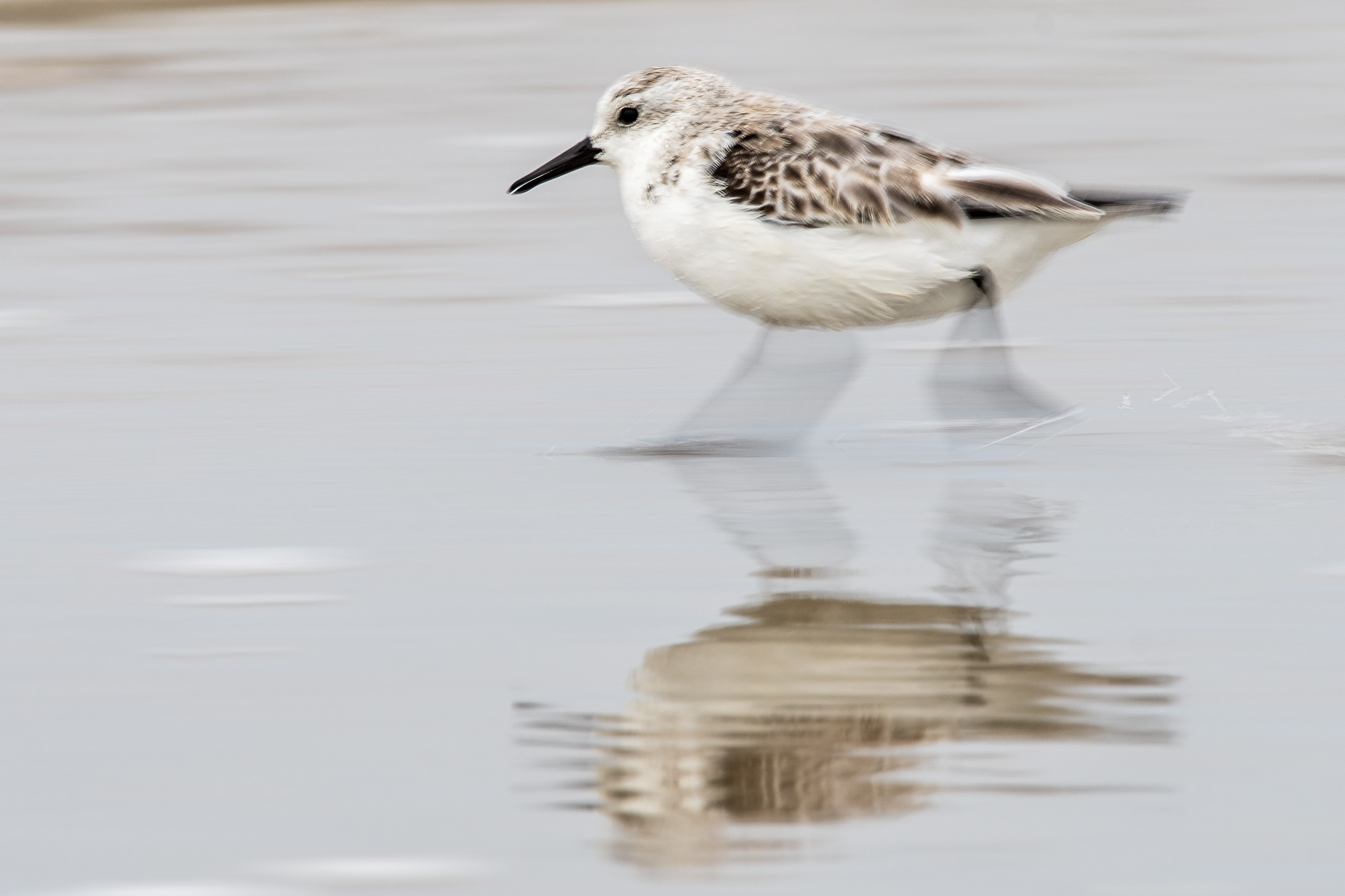 Sanderling