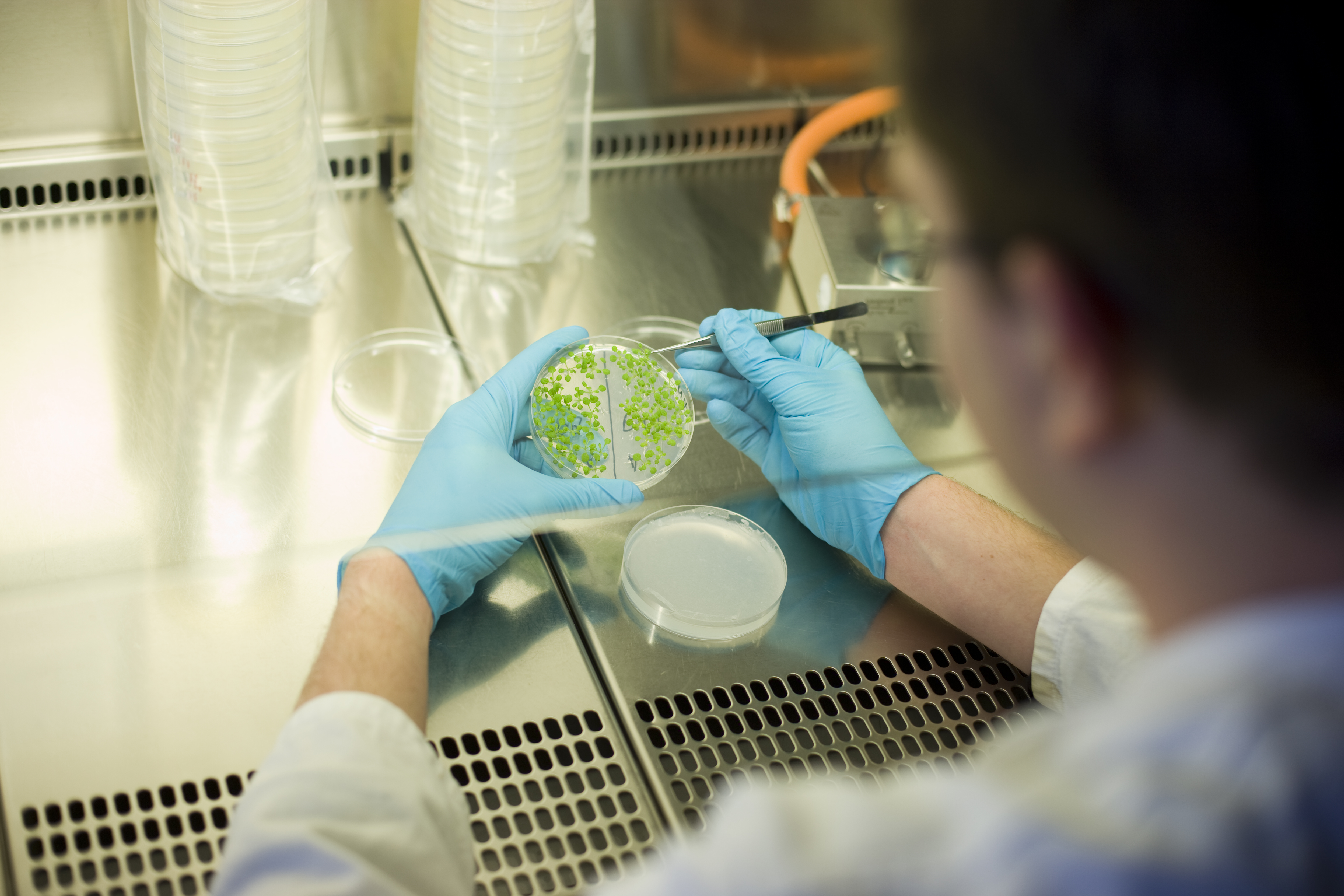 A researcher with Arabidopsis thaliana on a Petri disk 