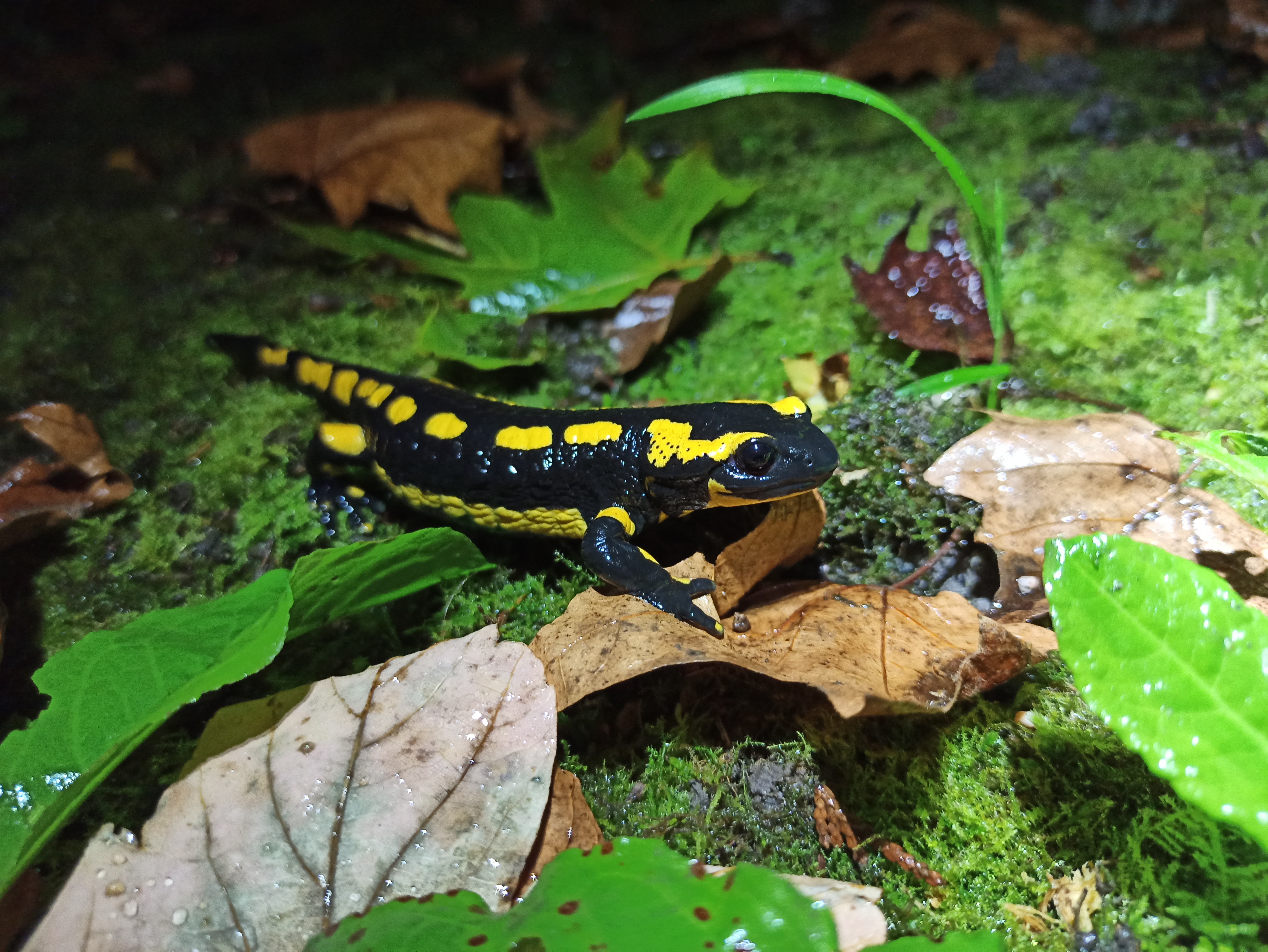 Fire salamander on moss