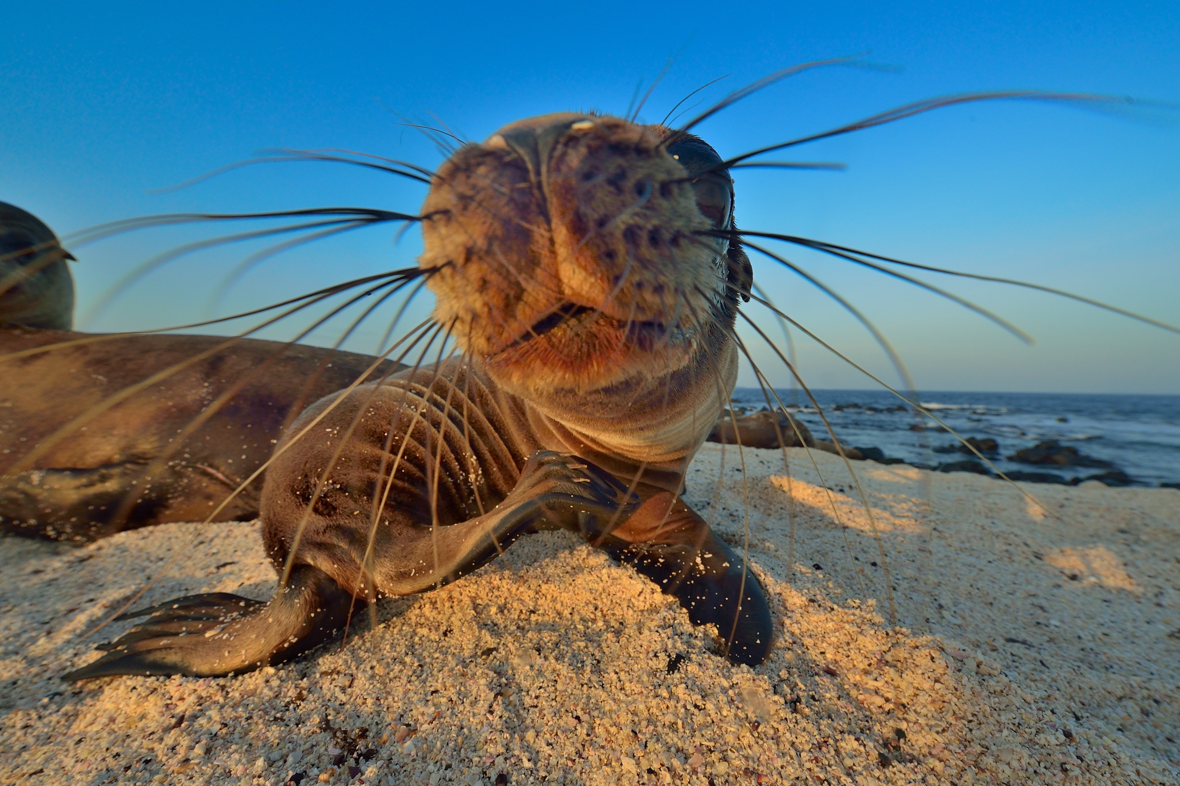 Galapagos Sea Lion