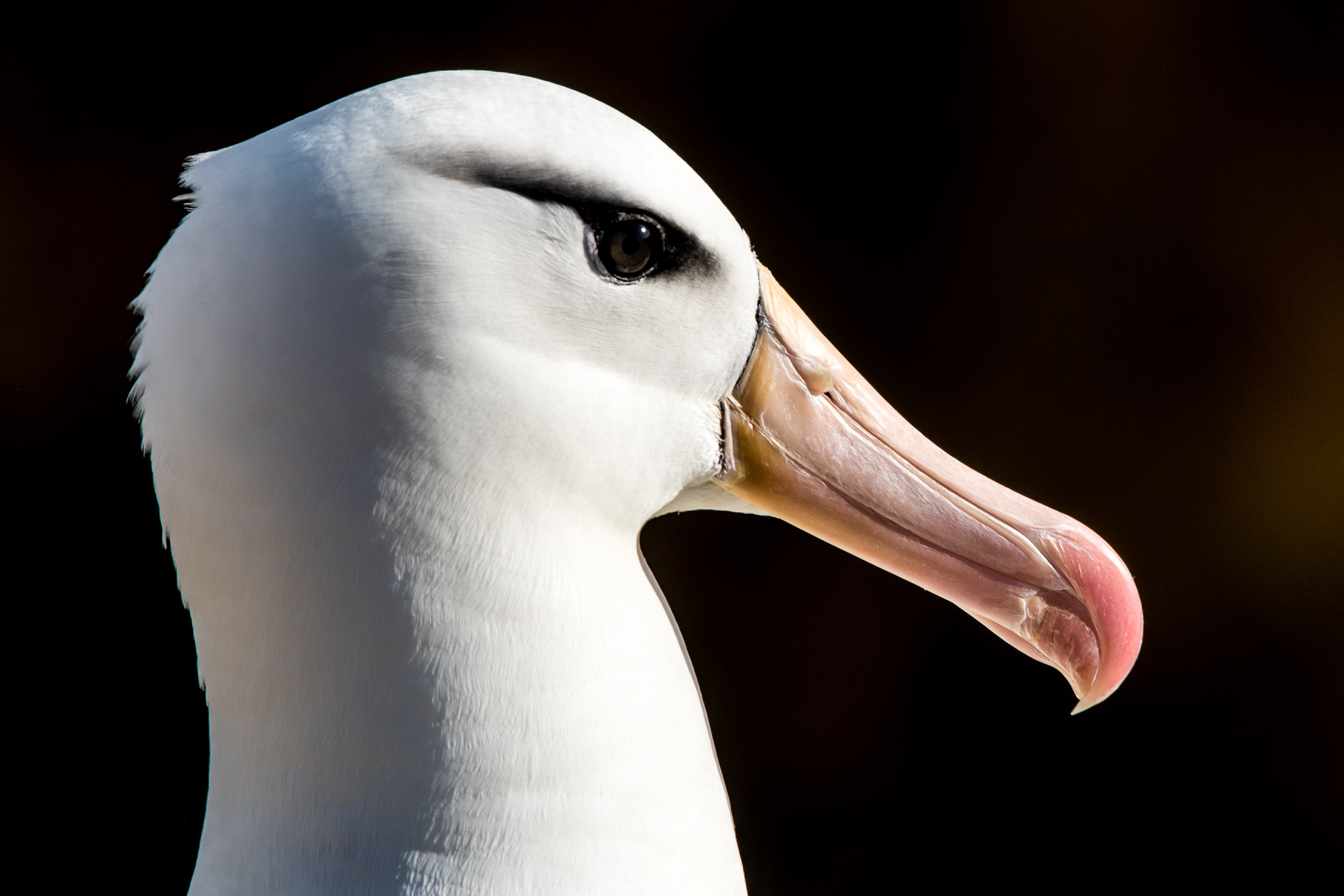 Schwarzbrauenalbatros 