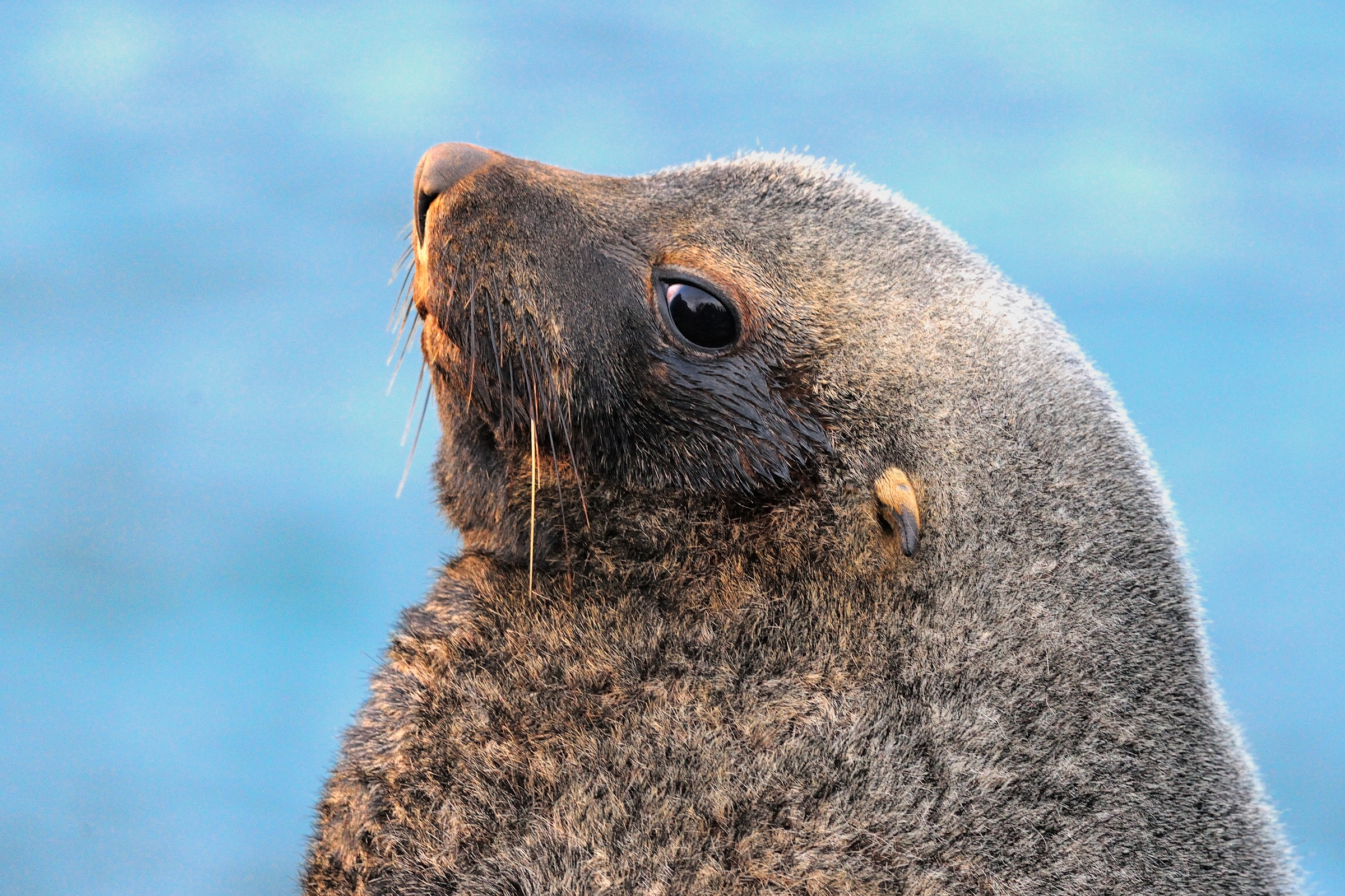 Kerguelen Seebär