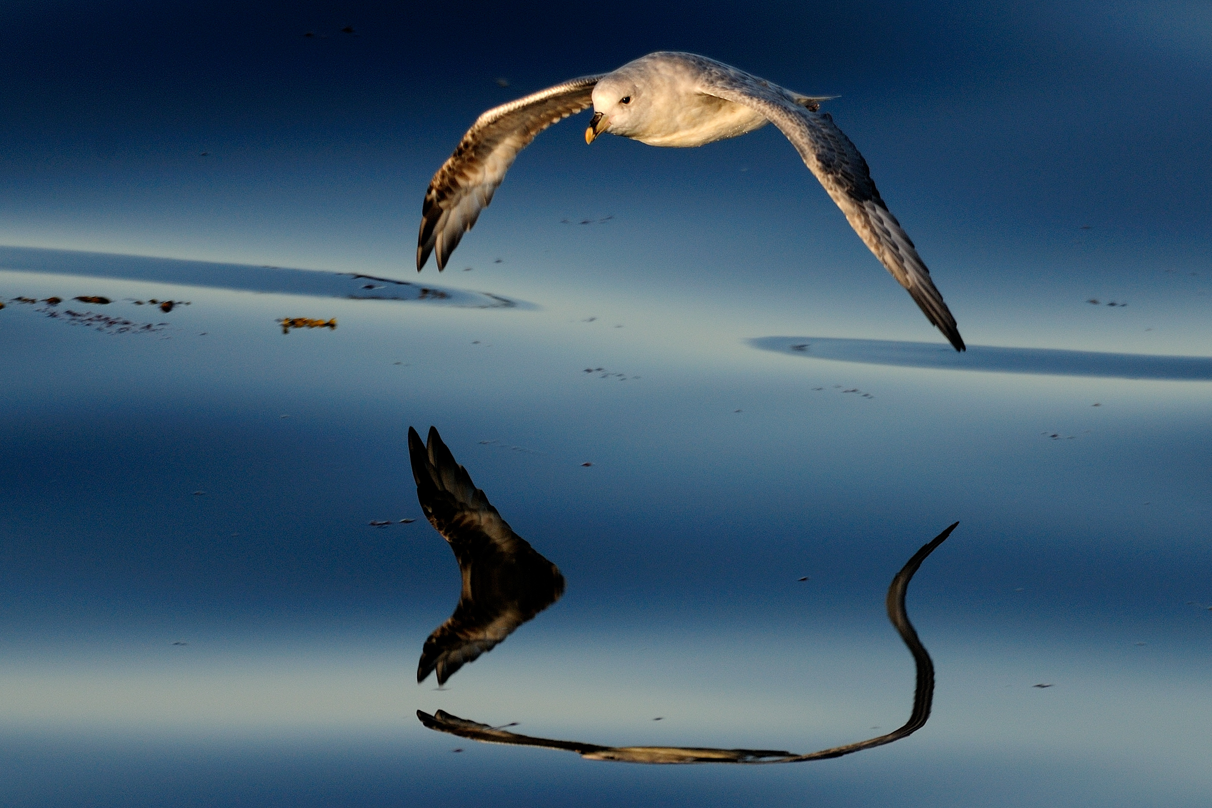 Eissturmvogel