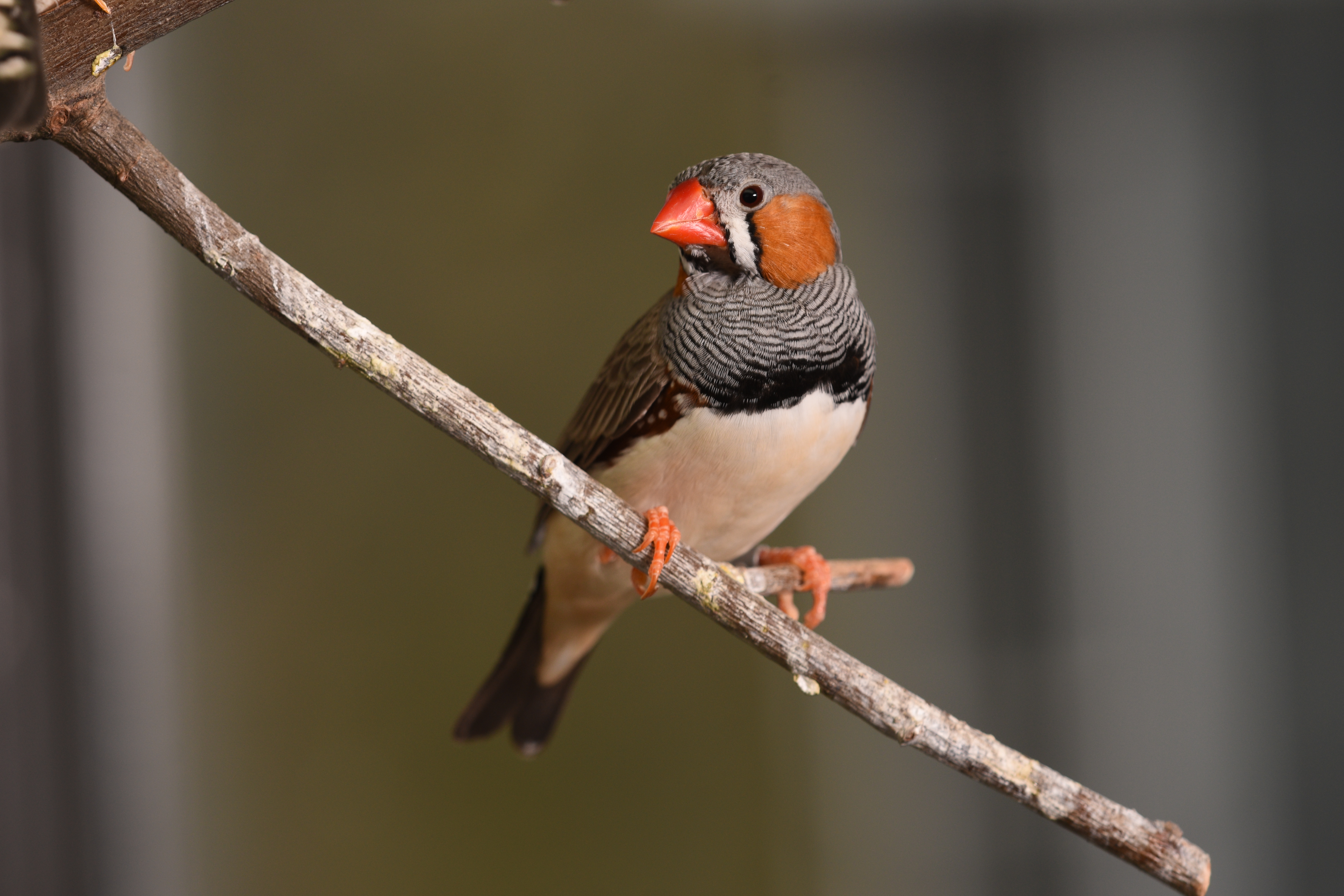 Zebra finch 