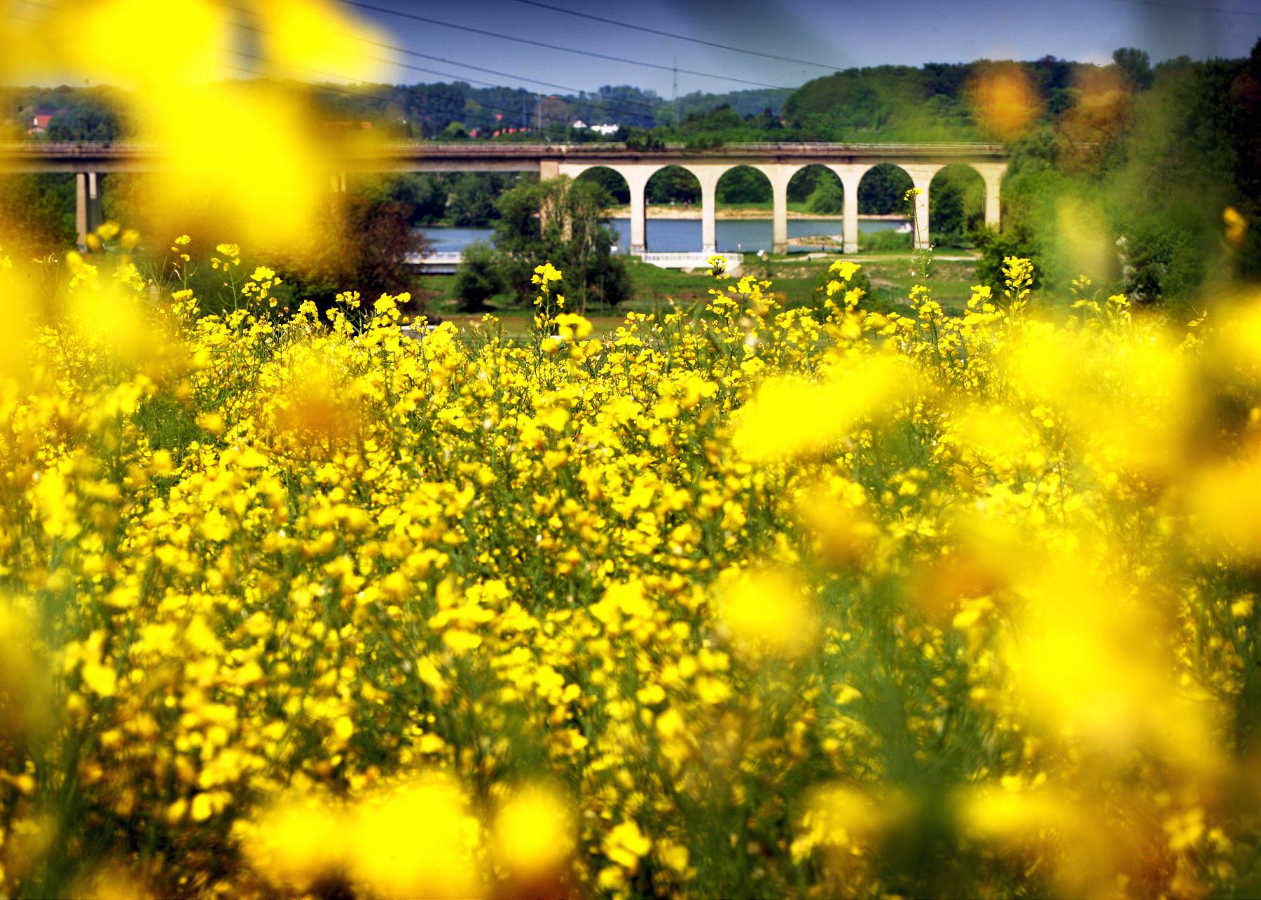 Yellow flowers at the Obersee in Bielefeld