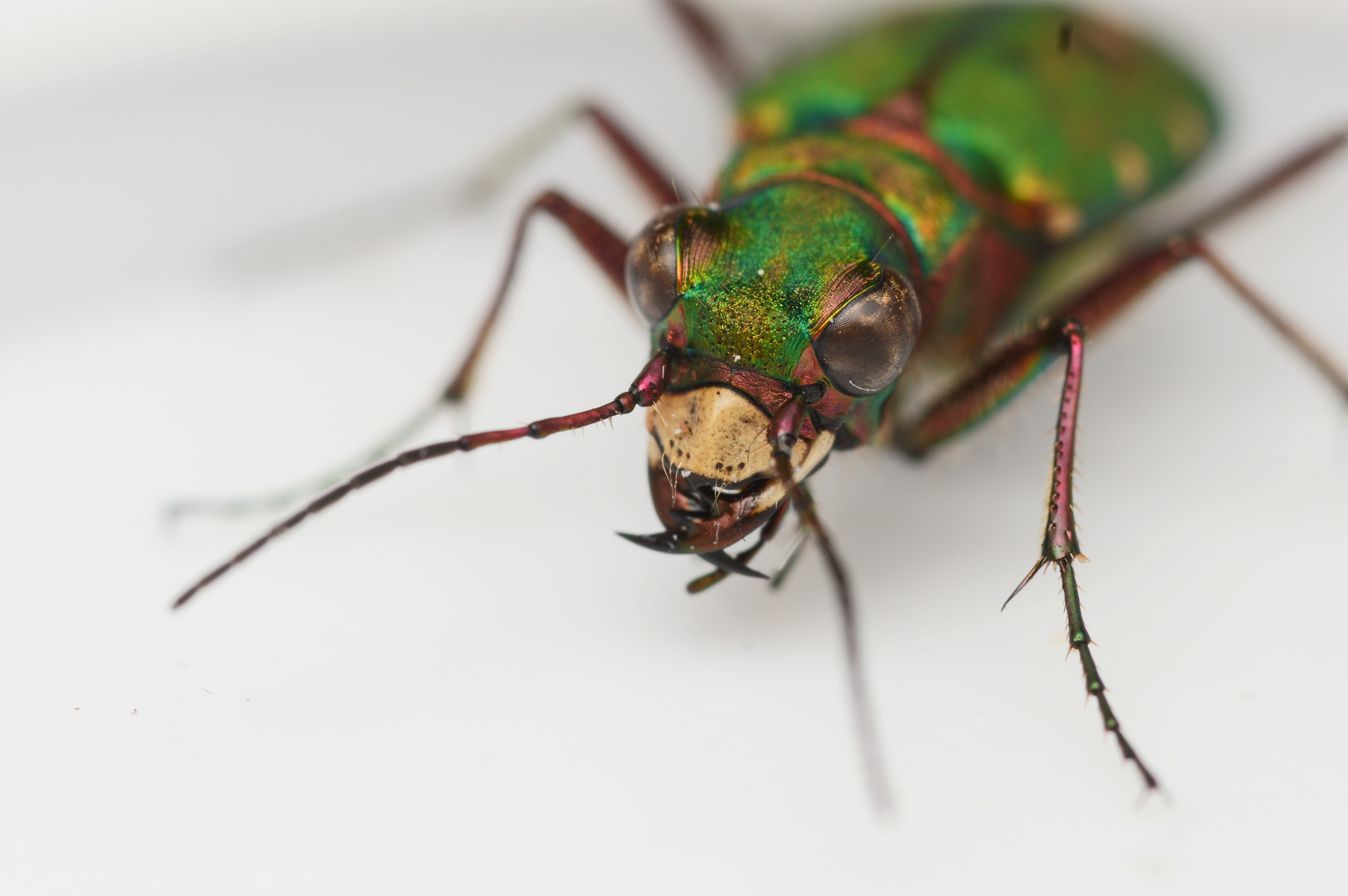 Cicindela campestris