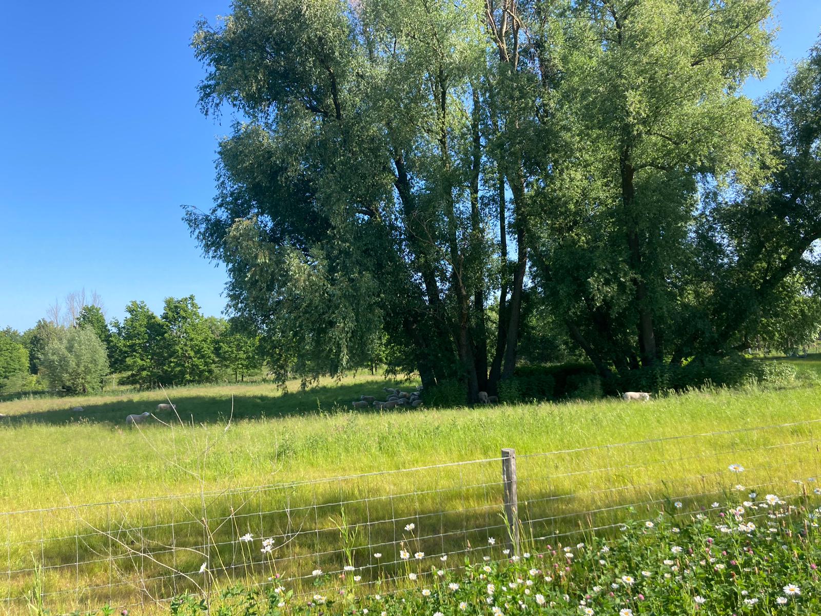 Wildwiesen als Schafweide auf dem Campus