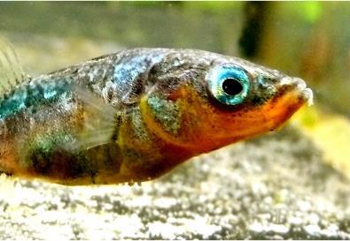 THREE-SPINED STICKLEBACK