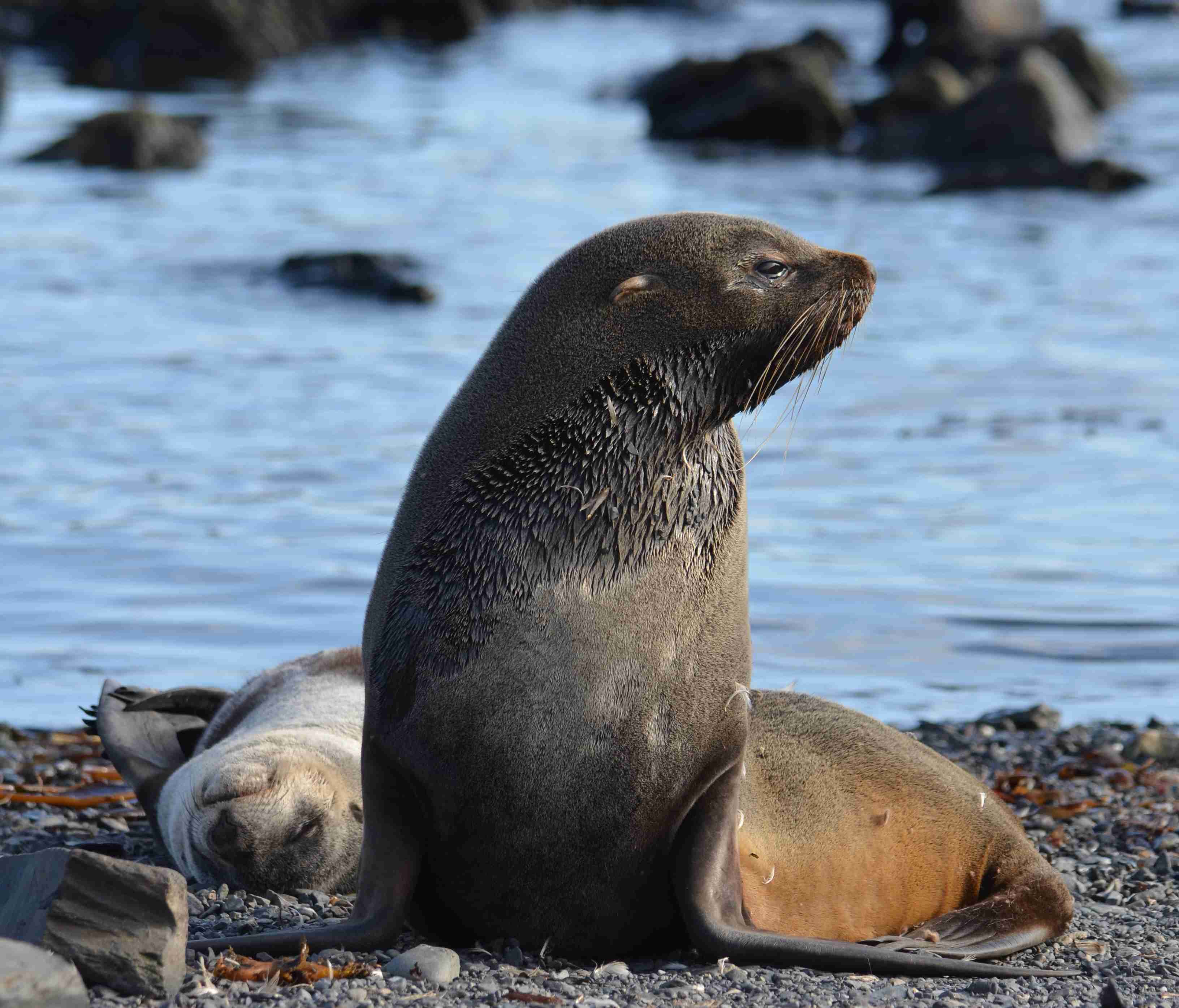 Fur seal 