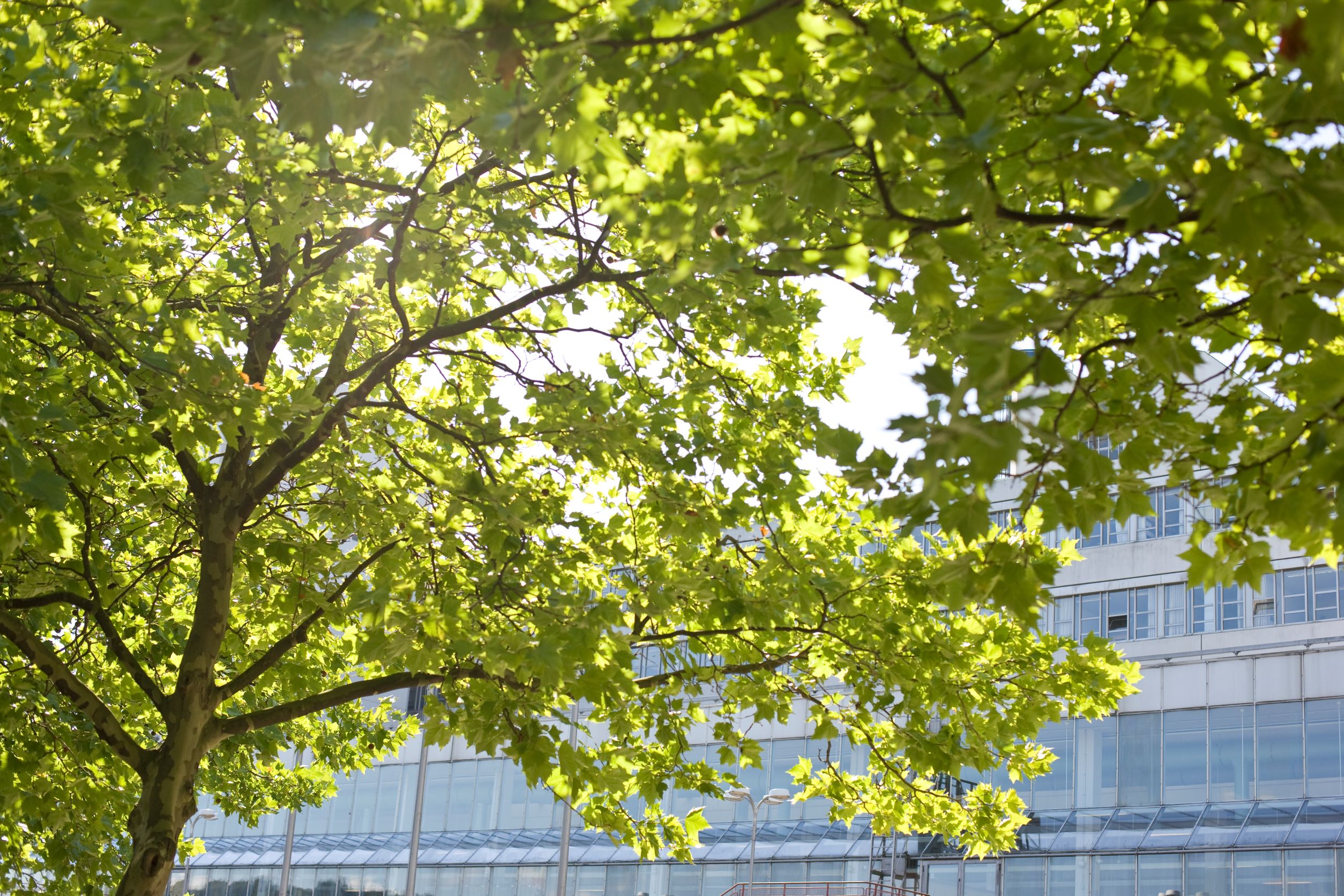 A tree in front of a building