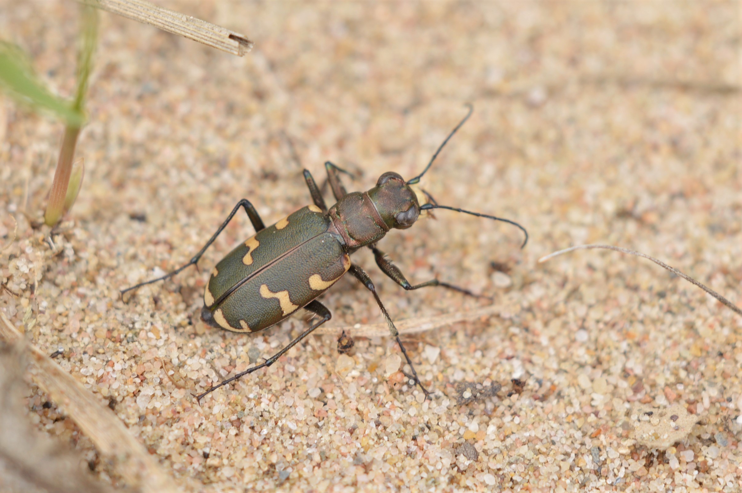 Cicindela hybrida