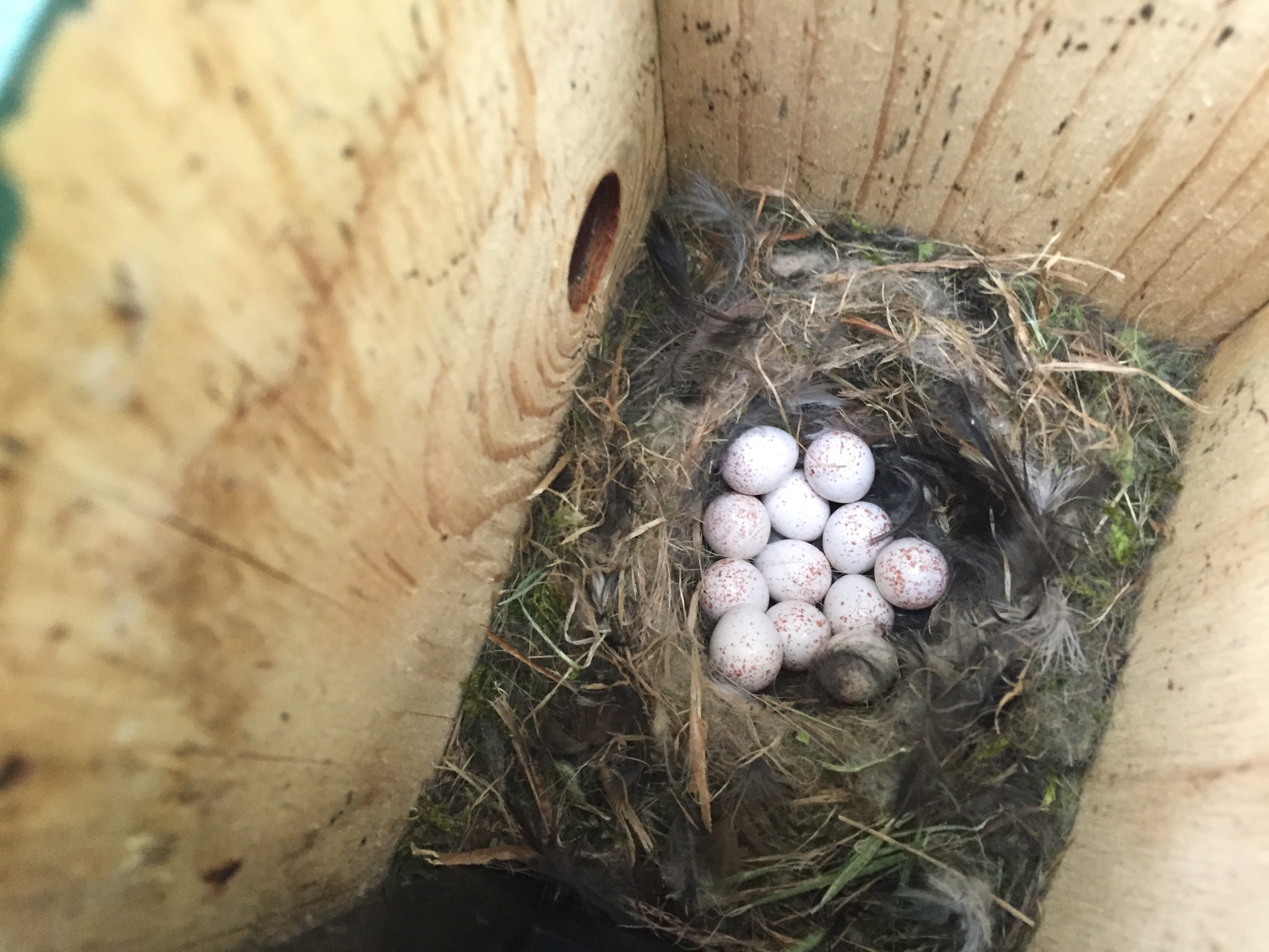 Blue tit eggs