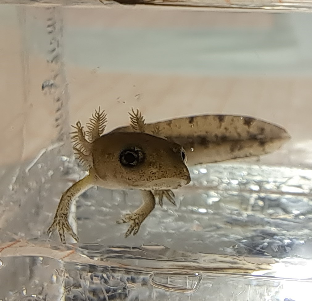 Fire salamander larva