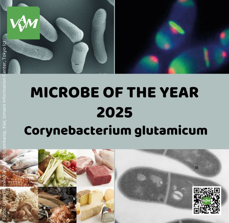 Corynebacterium glutamicum: Microbe of the Year 2025