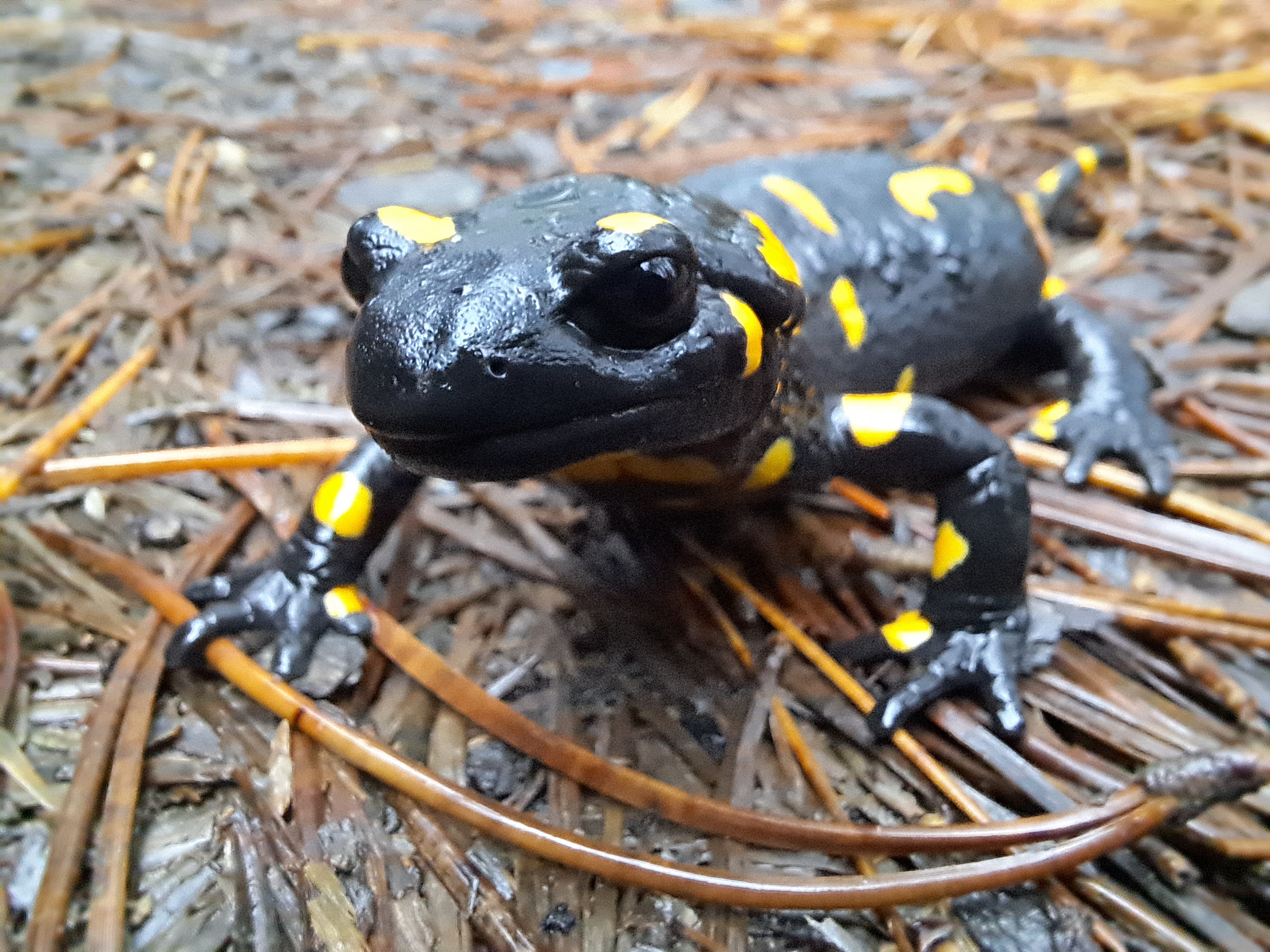 Fire salamander