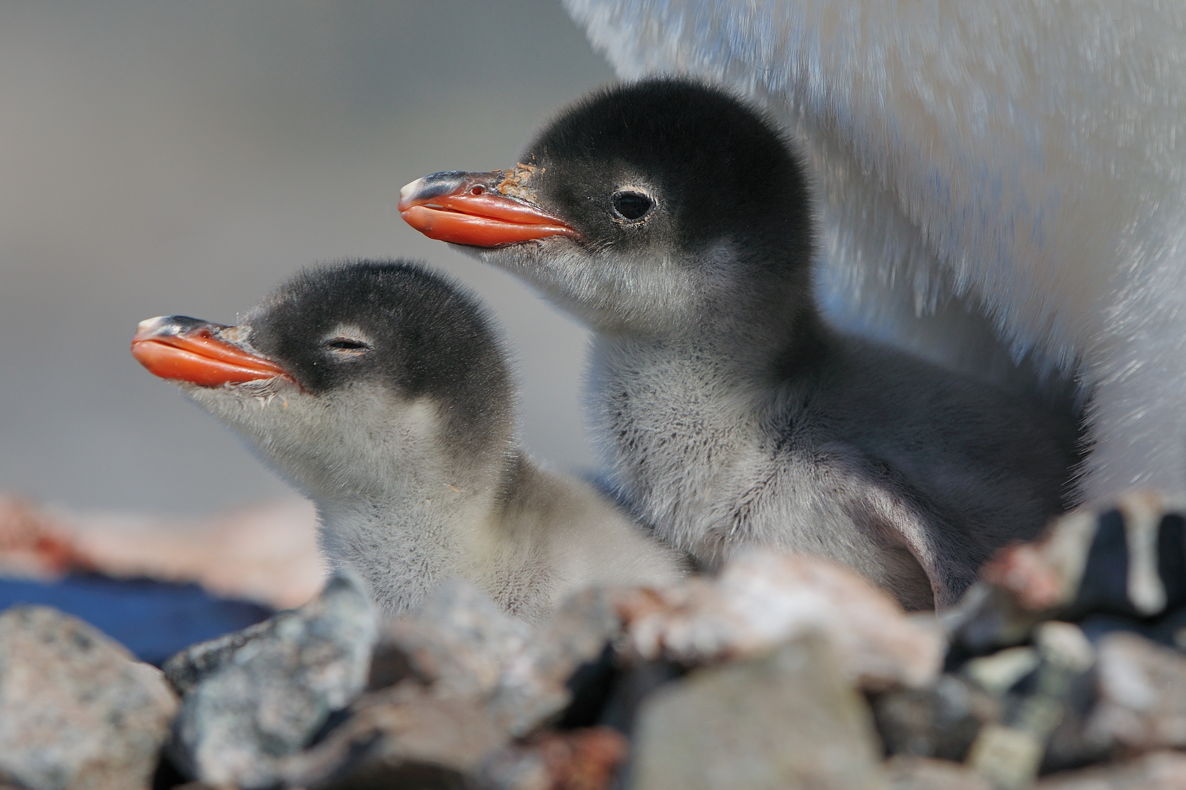 Eselspinguin