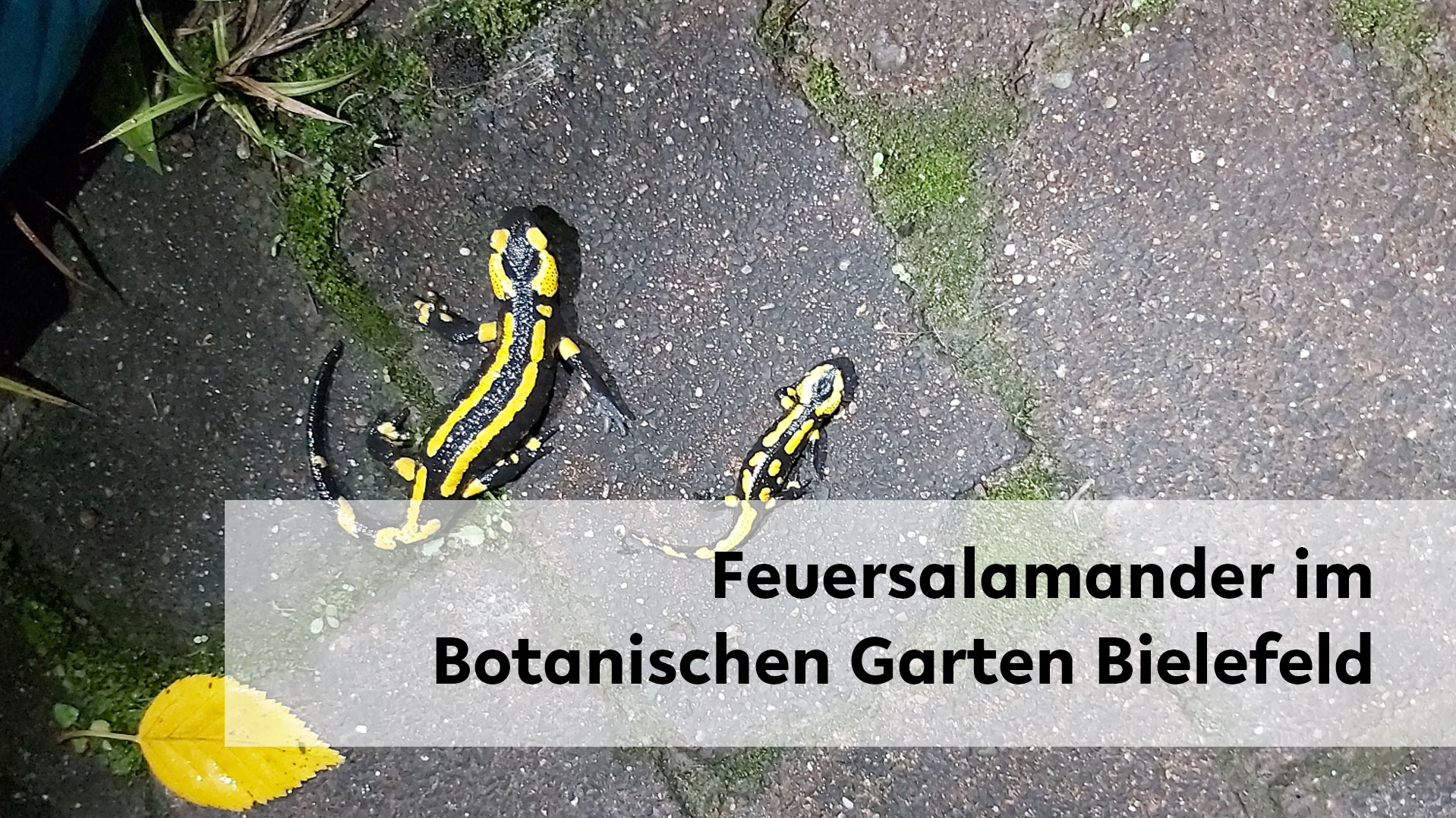 Zwei unterschiedlich große Feuersalamander auf Asphalt bei Nacht 