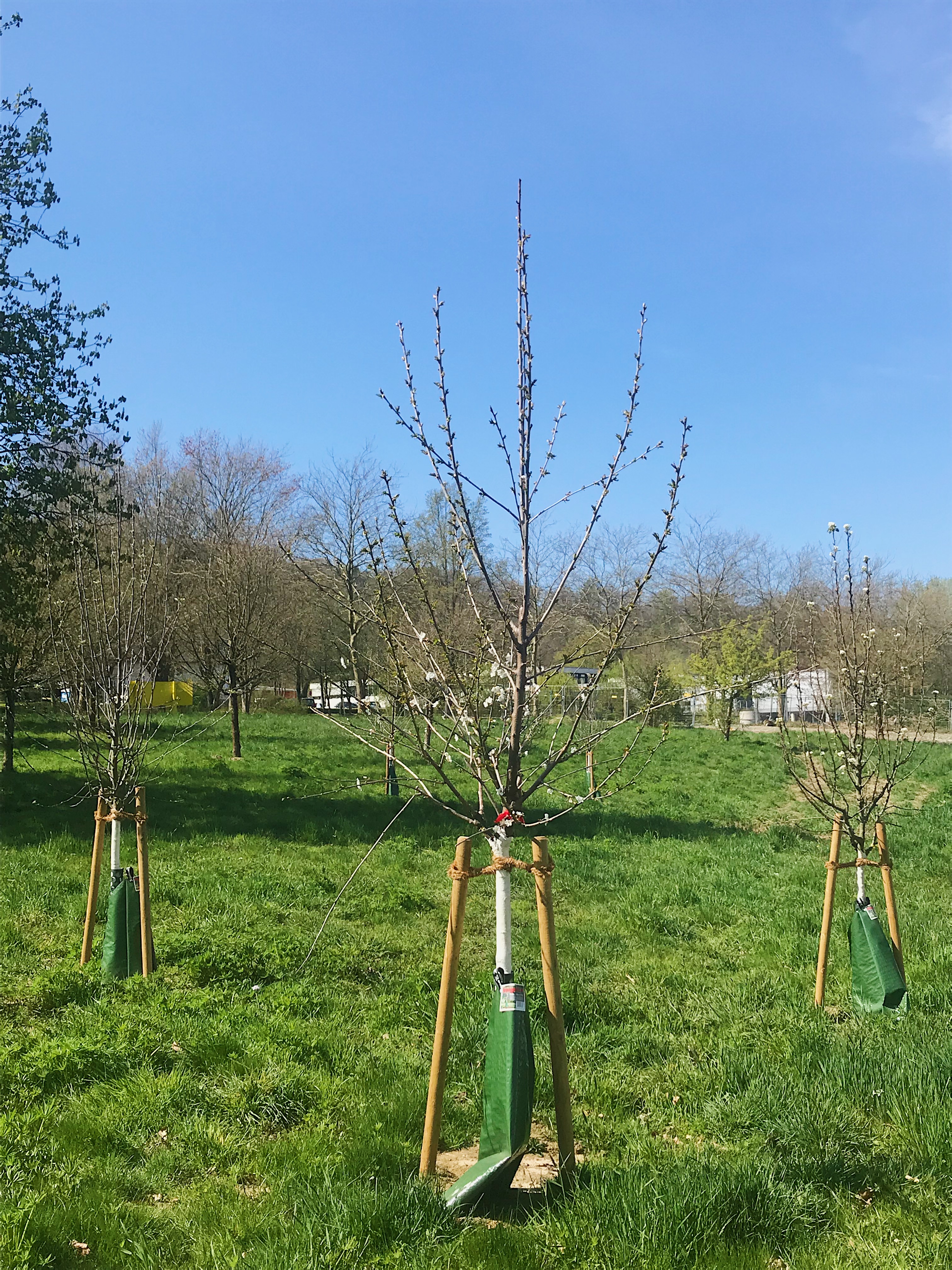 Obstbaum auf Wiese