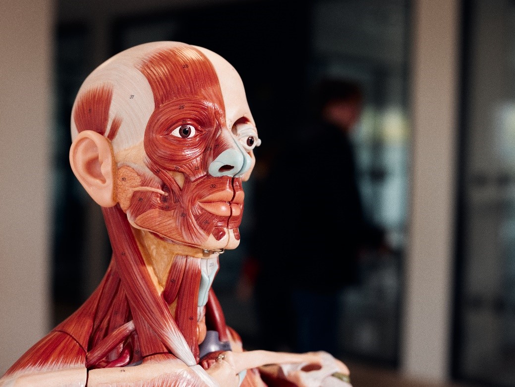Anatomie-Modell der Kopfmuskulatur