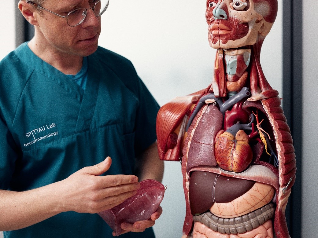Anatomie-Modell der Kopfmuskulatur