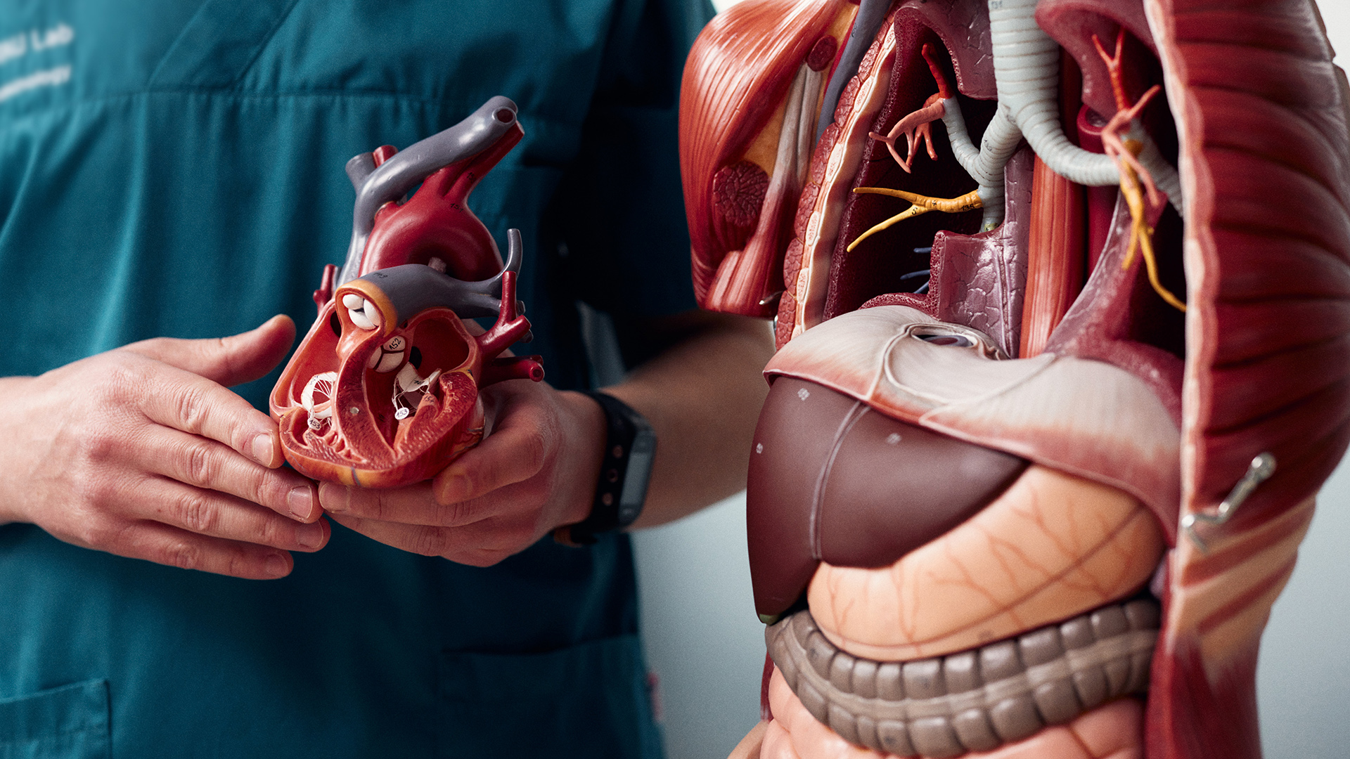 Medizinisches Modell eines Torso, neben dem eine Person in OP-Kleidung steht. Die Person hält das aus dem Modell entnommene Herz in der Hand.